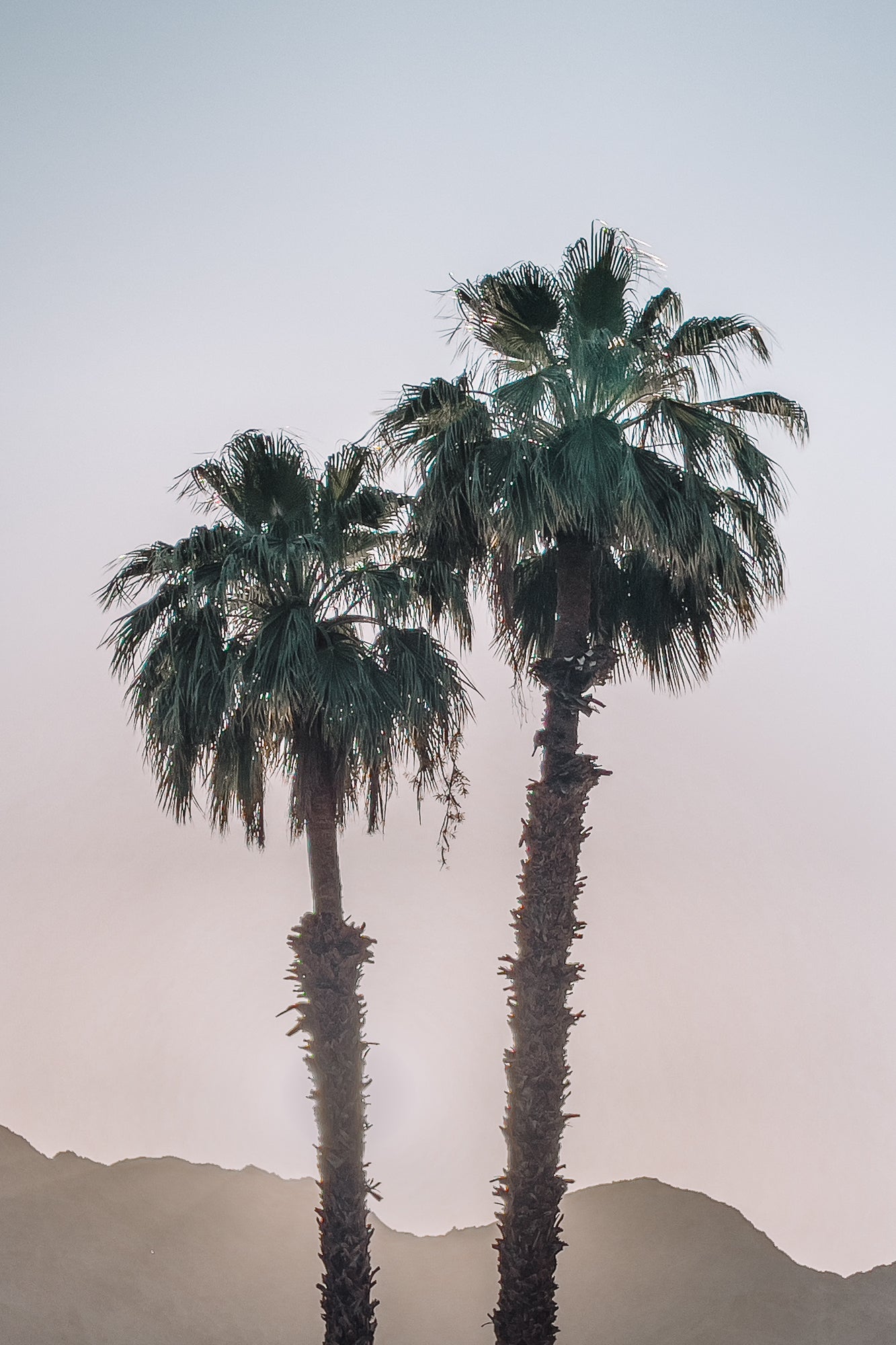 La Quinta Palms, Jules Frazier Fine Art Photograph