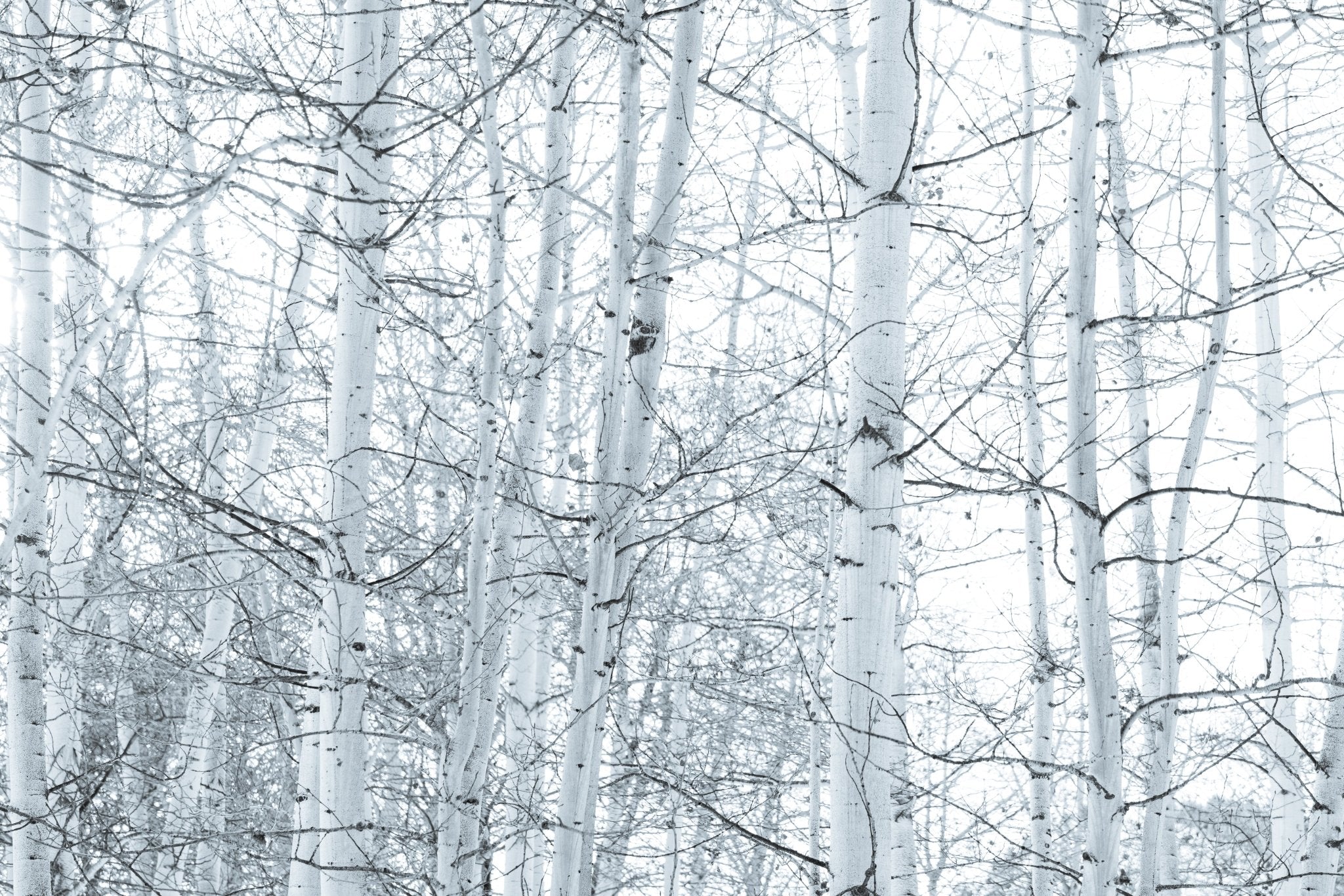 Love the One You're With, Jules Frazier Fine Art Photograph