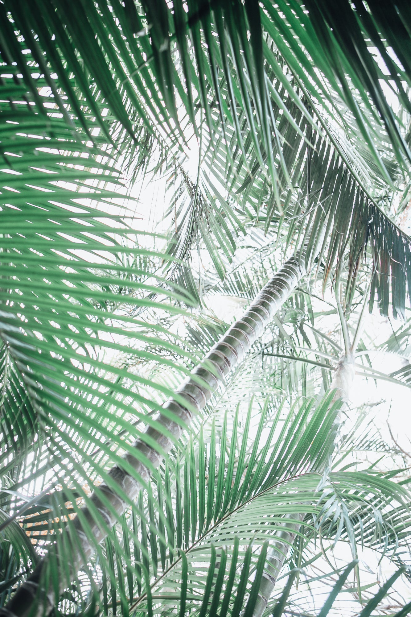 Paia Palms 1, Jules Frazier Fine Art Photograph