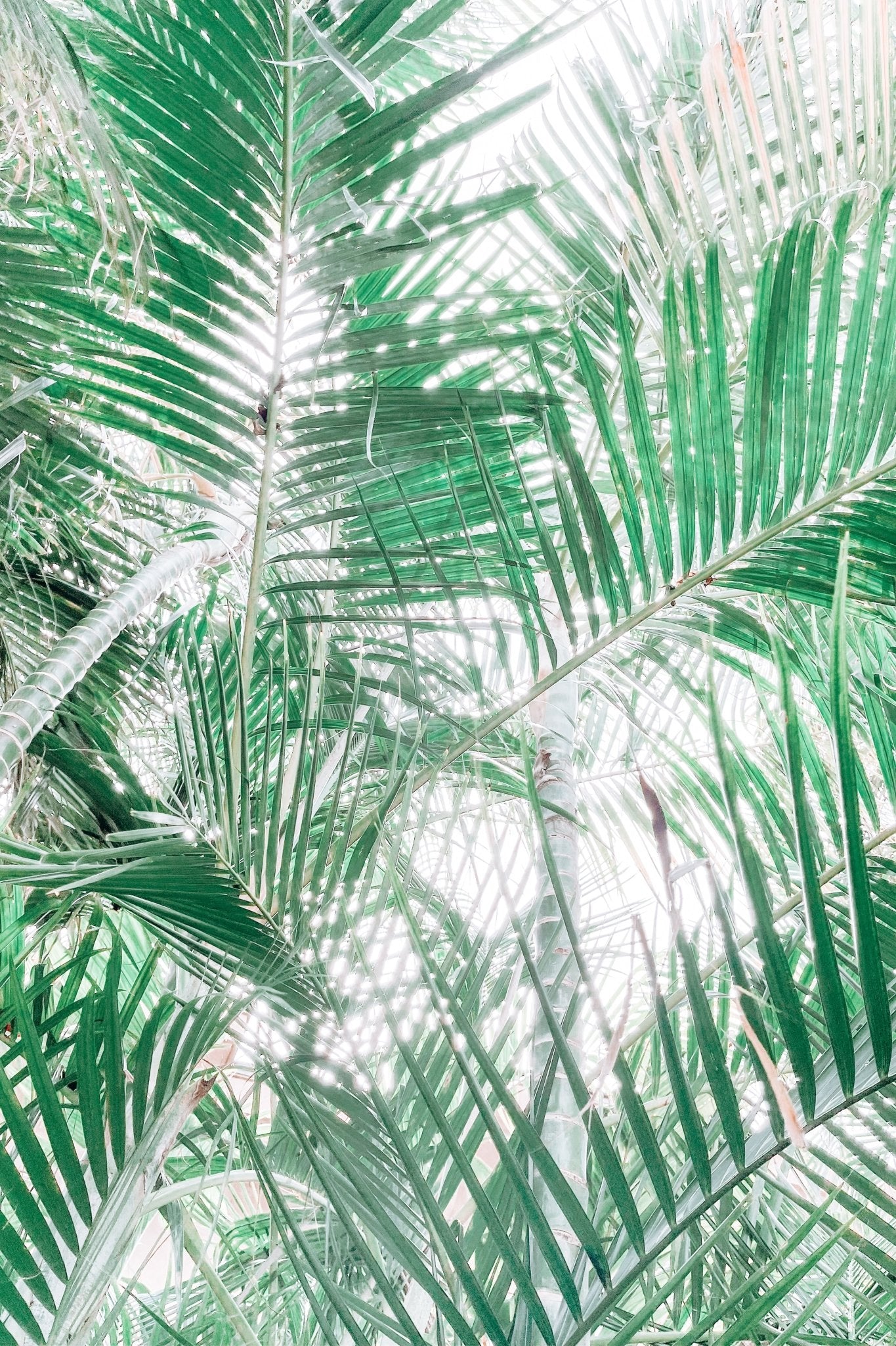 Paia Palms 2, Jules Frazier Fine Art Photograph