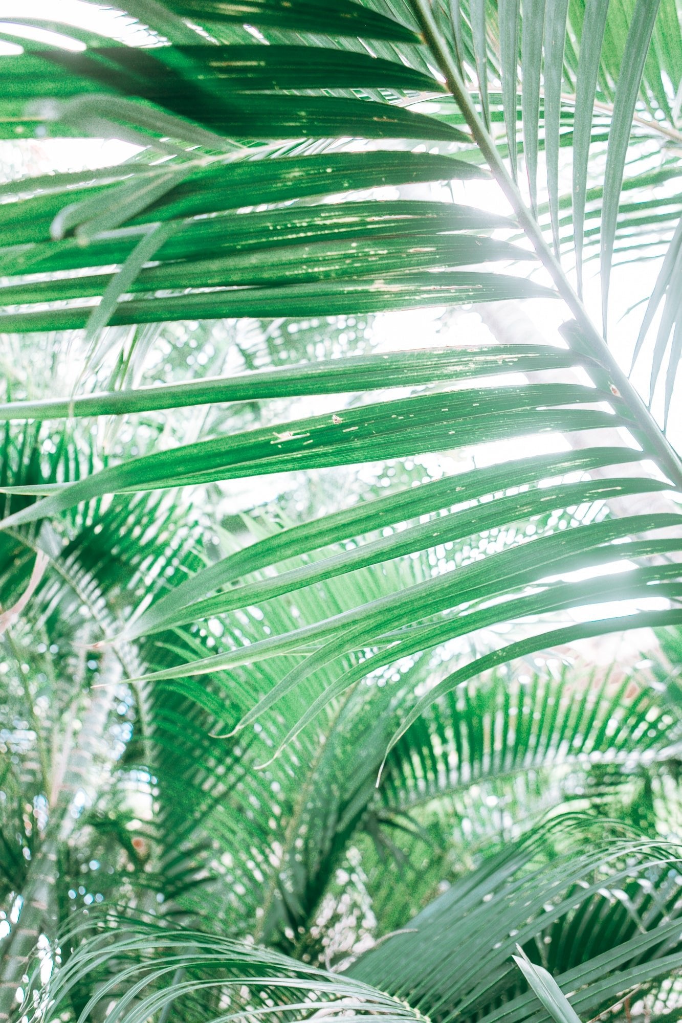 Paia Palms 3, Jules Frazier Fine Art Photograph