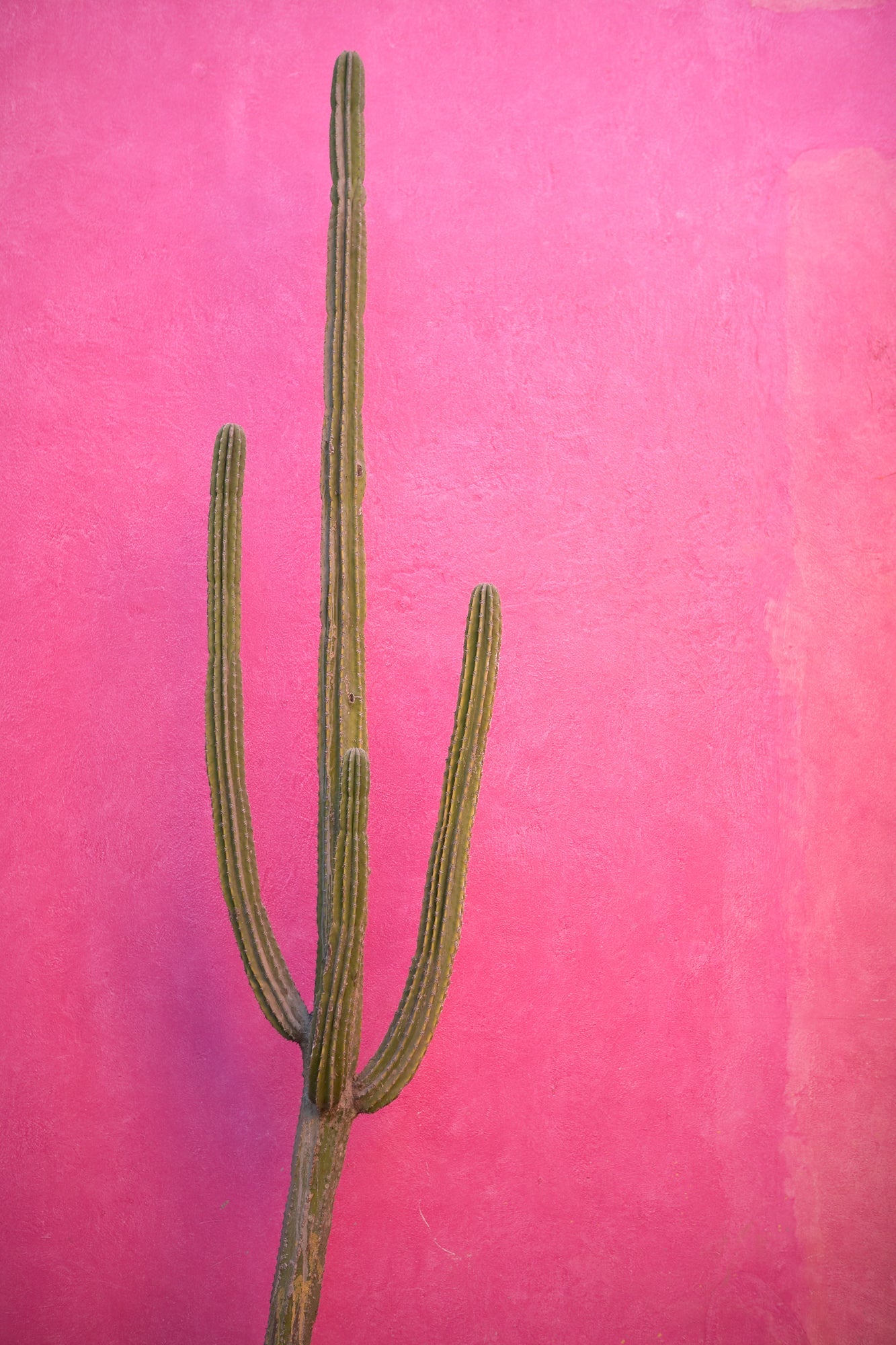 Pink Cactus, Jules Frazier Fine Art Photograph