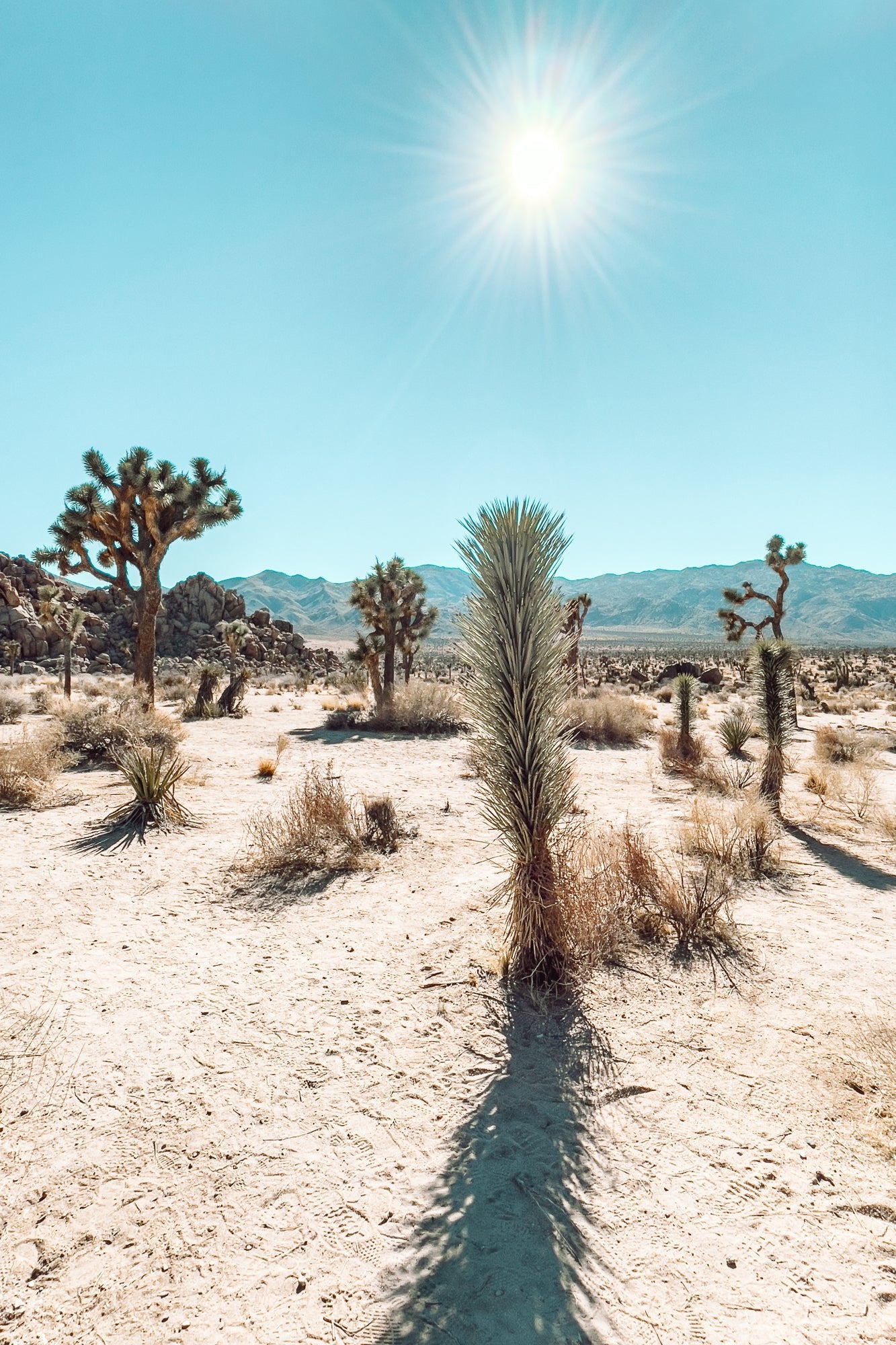 Quail Springs Yucca, Jules Frazier Fine Art Photograph