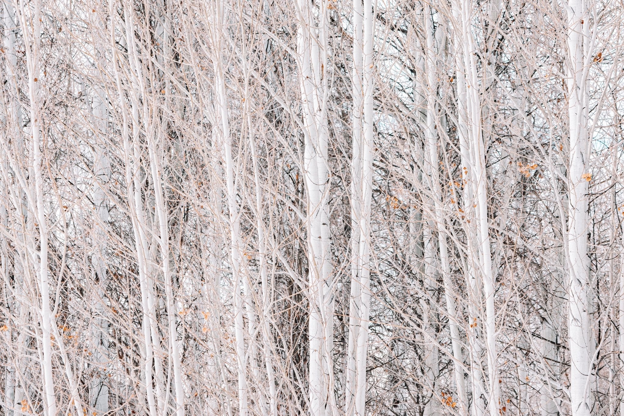 Rose Colored Glasses, Jules Frazier Fine Art Photograph