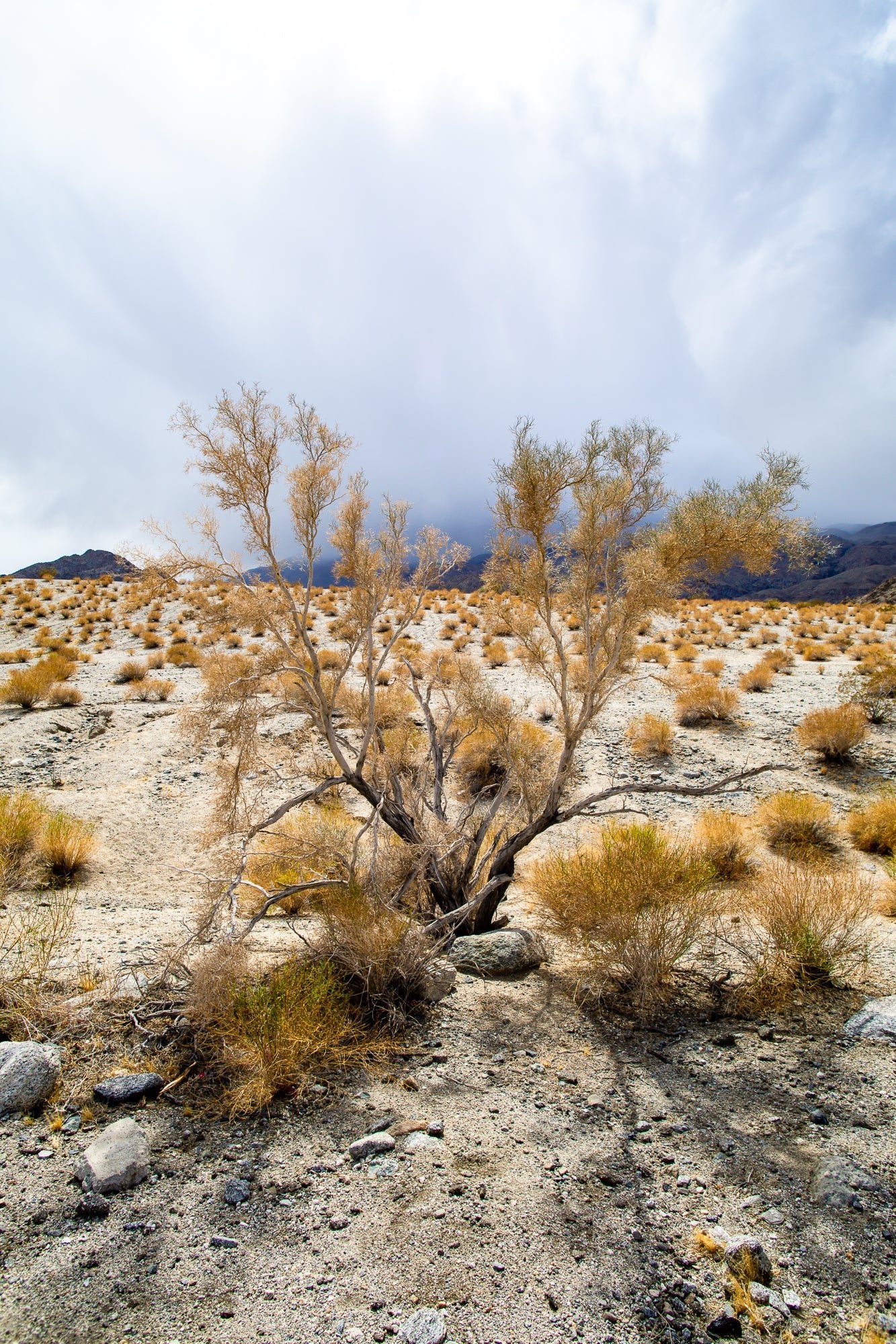Sage Antlers, Jules Frazier Fine Art Photograph