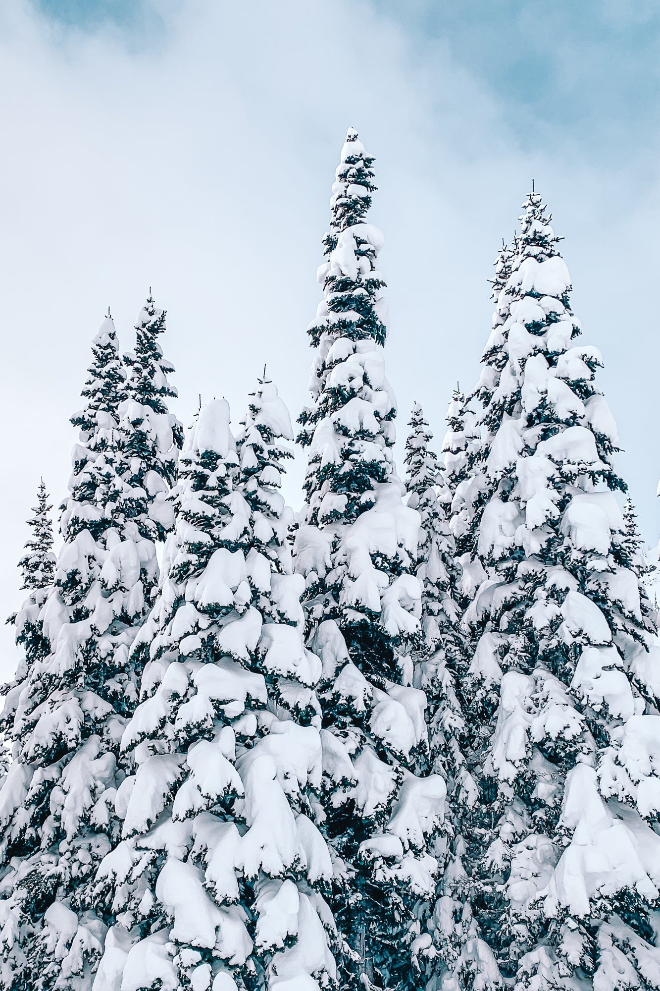 Snowy Trees 1, Jules Frazier Fine Art Photograph