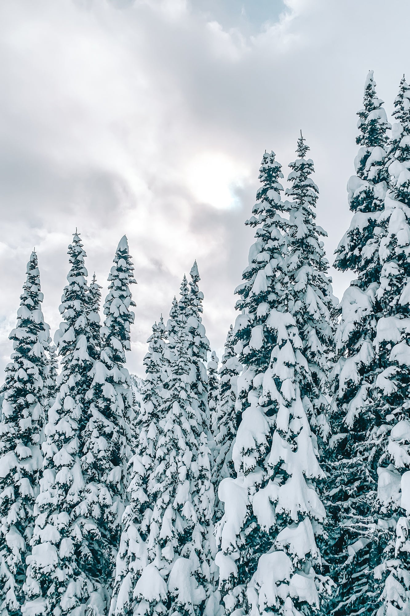 Snowy Trees 2, Jules Frazier Fine Art Photograph