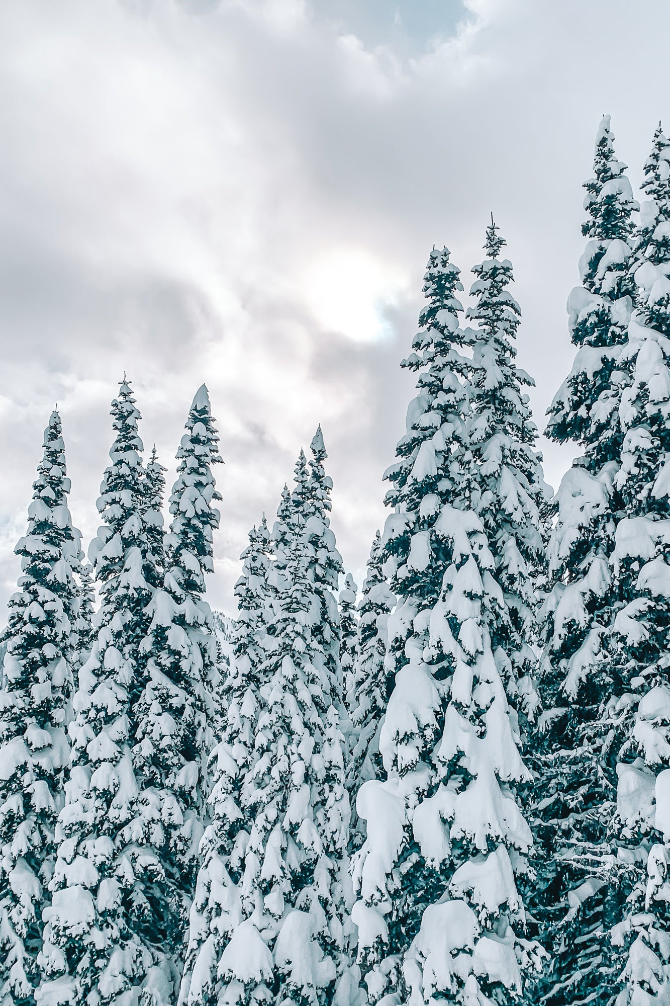 Snowy trees-2