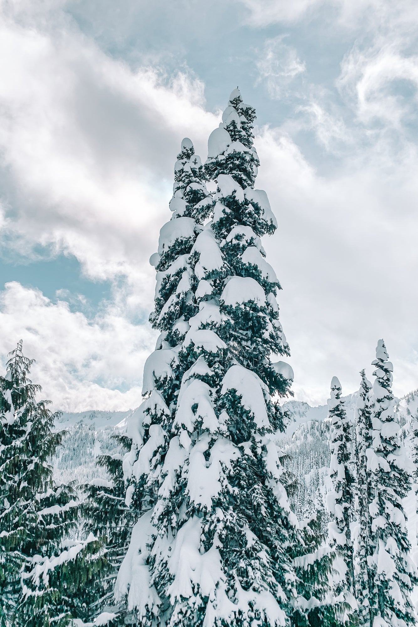 Snowy Trees 3, Jules Frazier Fine Art Photograph