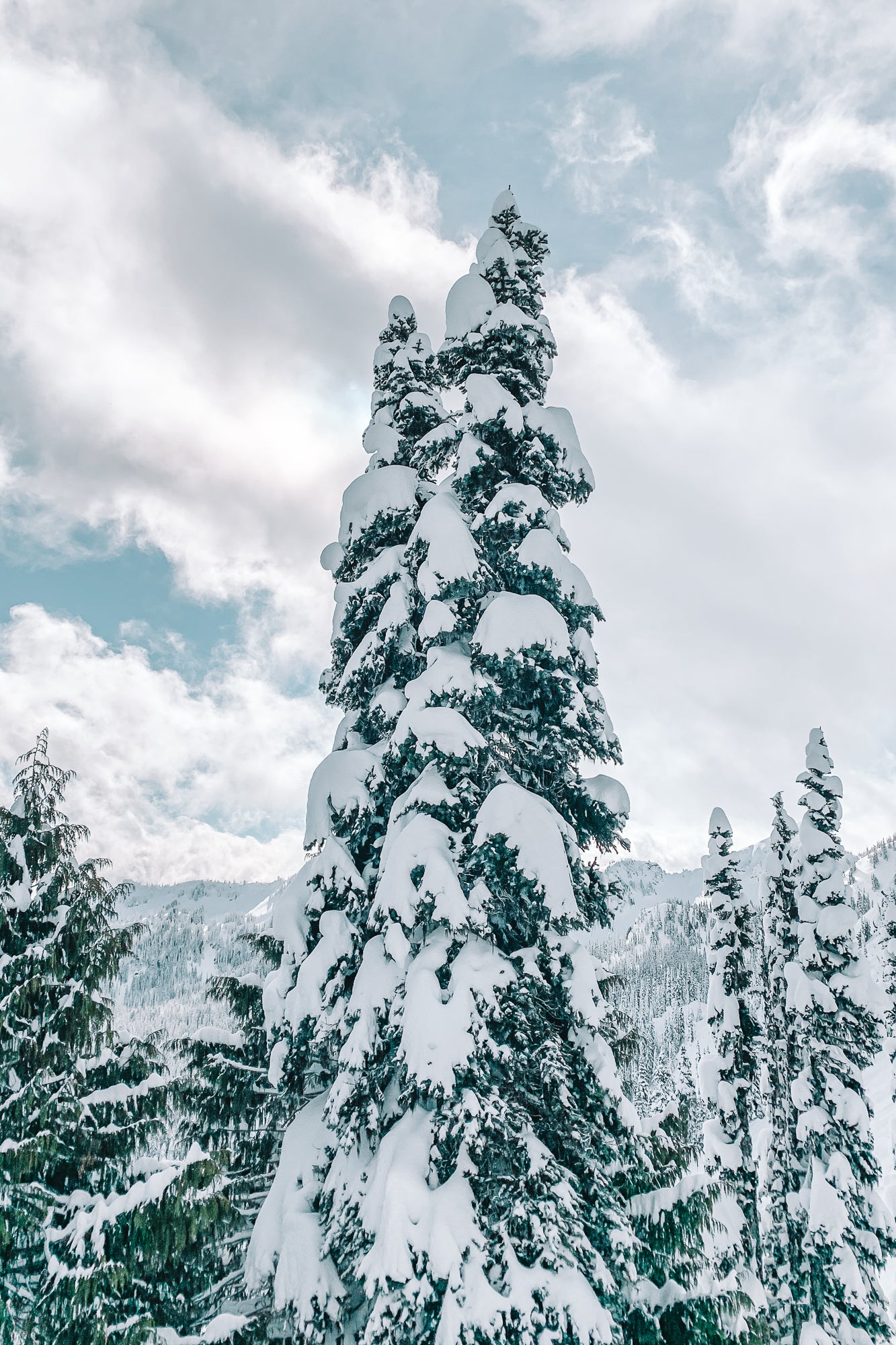 Snowy trees-3