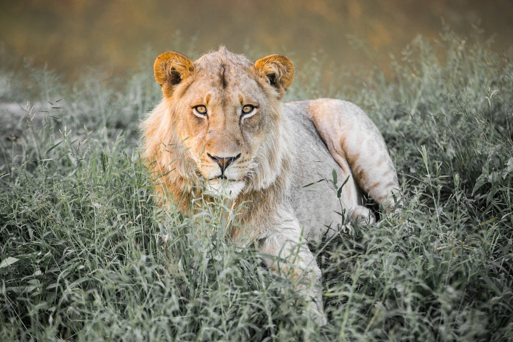 Sundowner Lion, Jules Frazier Fine Art Photograph