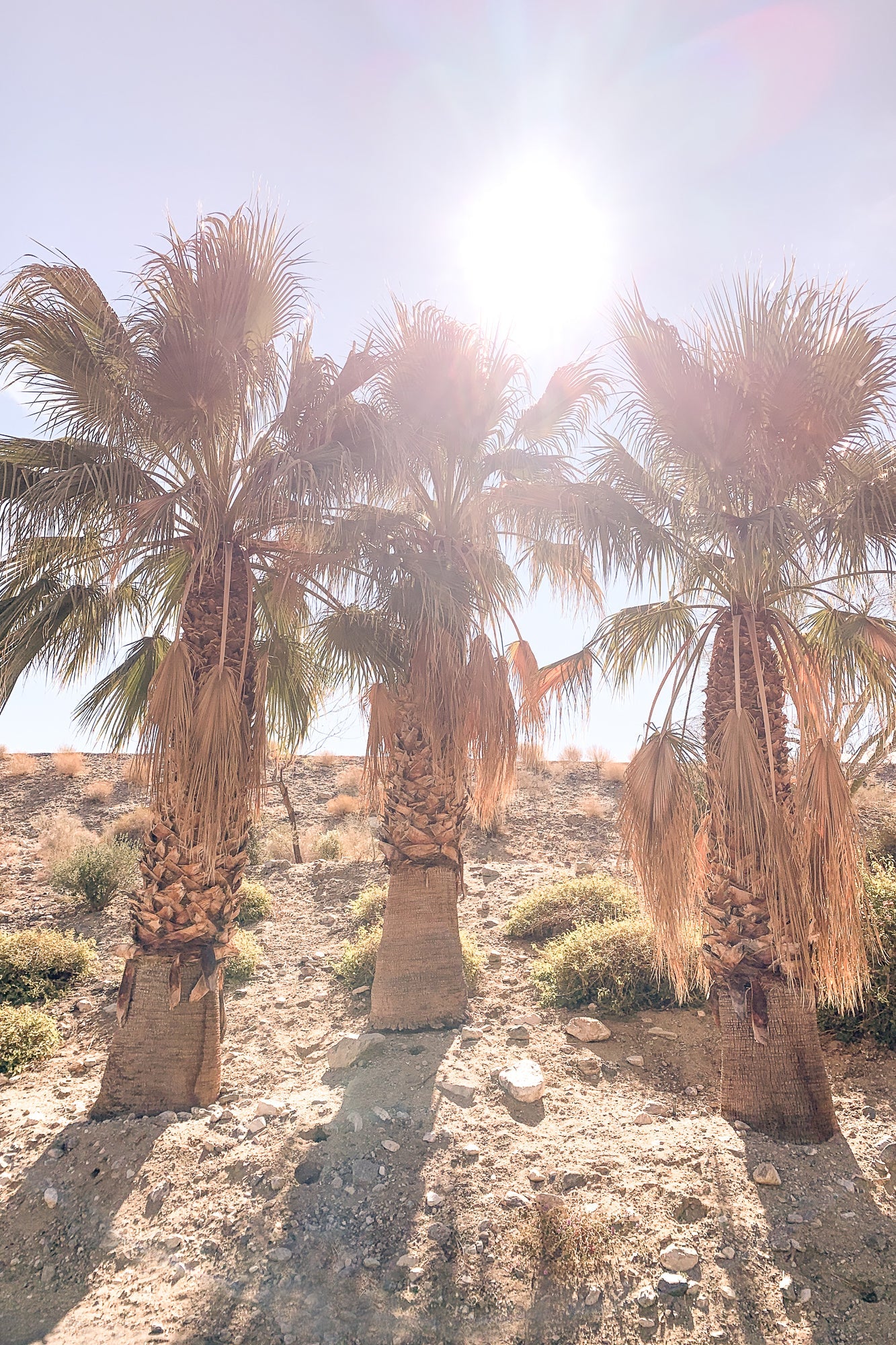 Three Amigos, Jules Frazier Fine Art Photograph