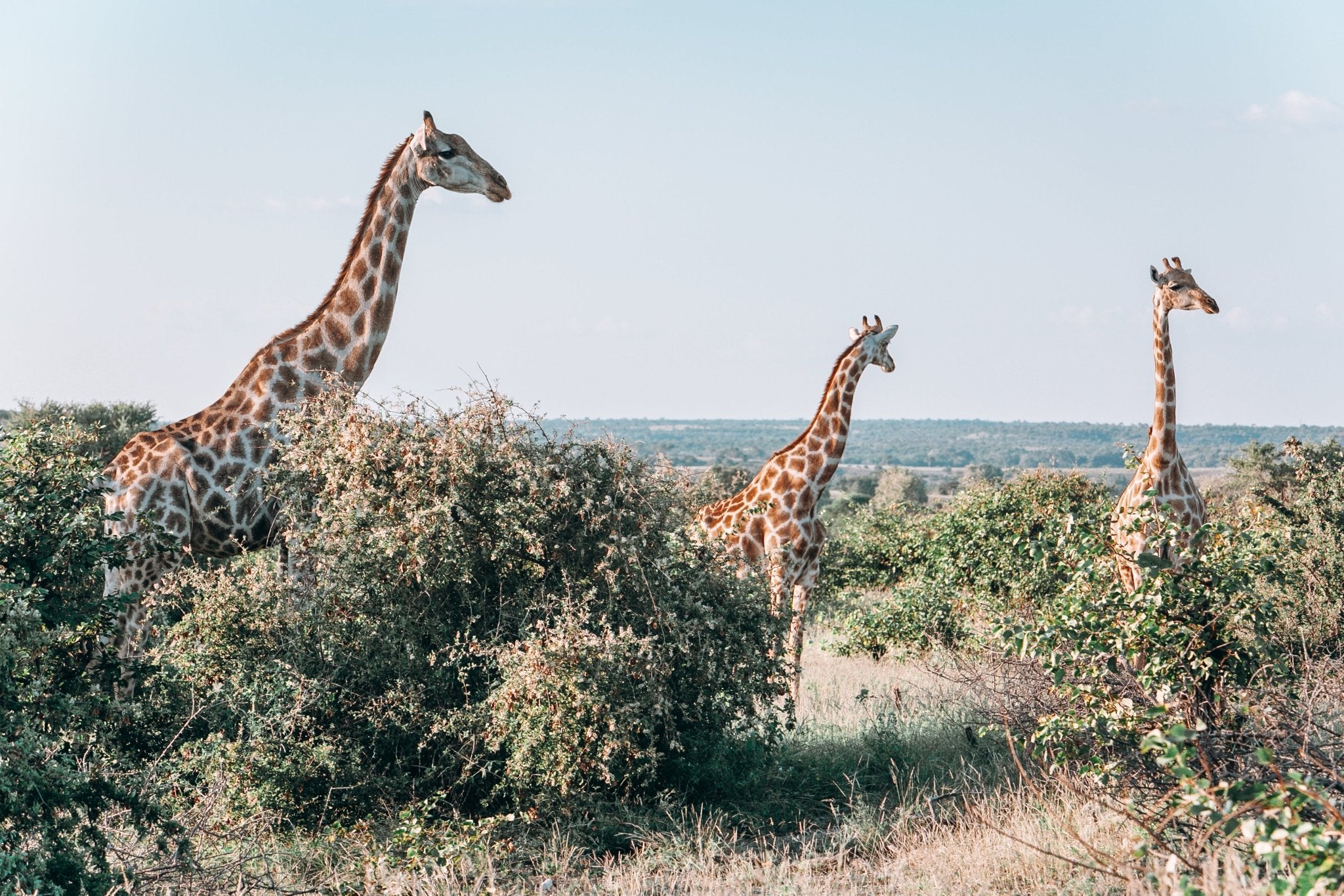 Three's A Crowd, Jules Frazier Fine Art Photograph