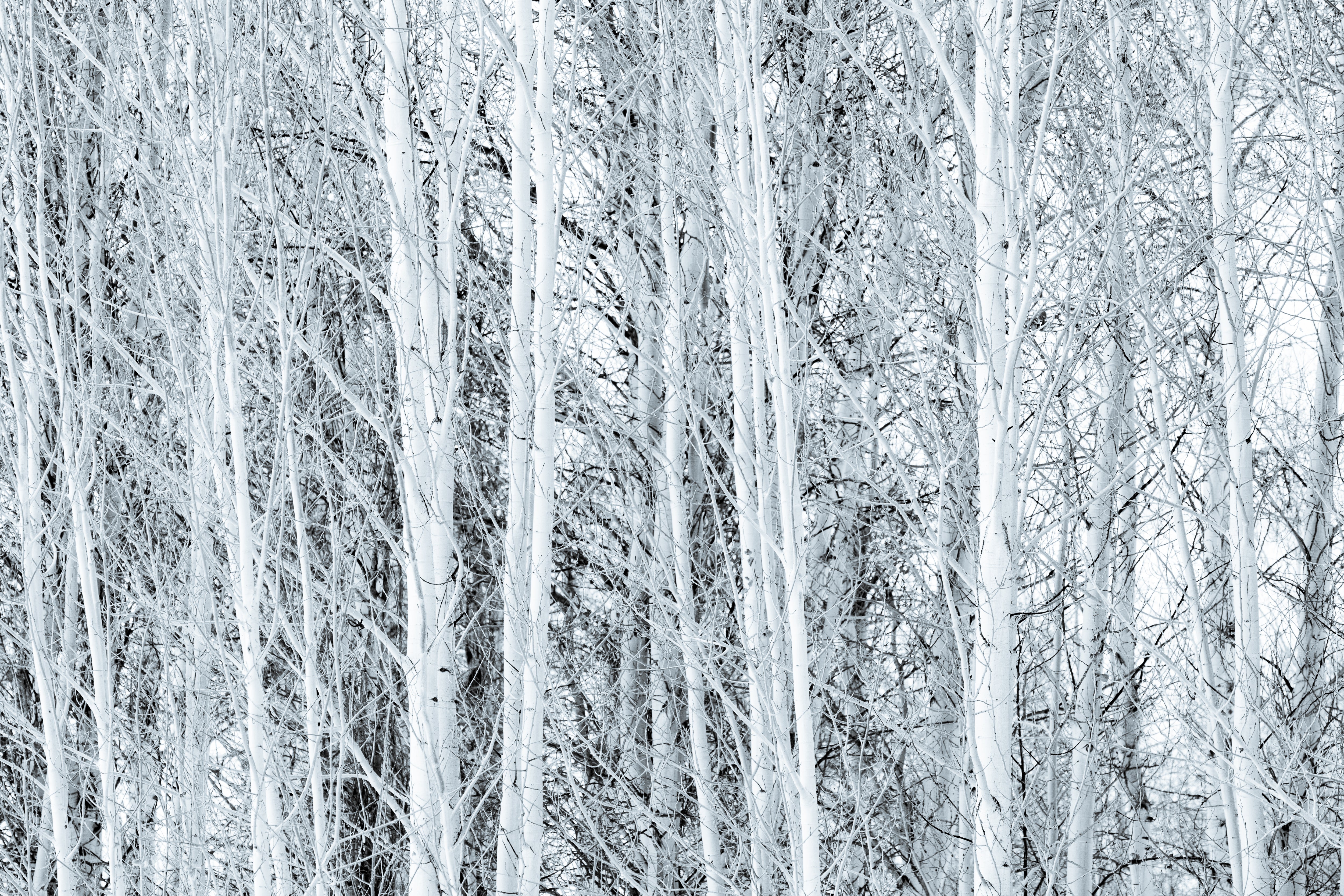 White trees