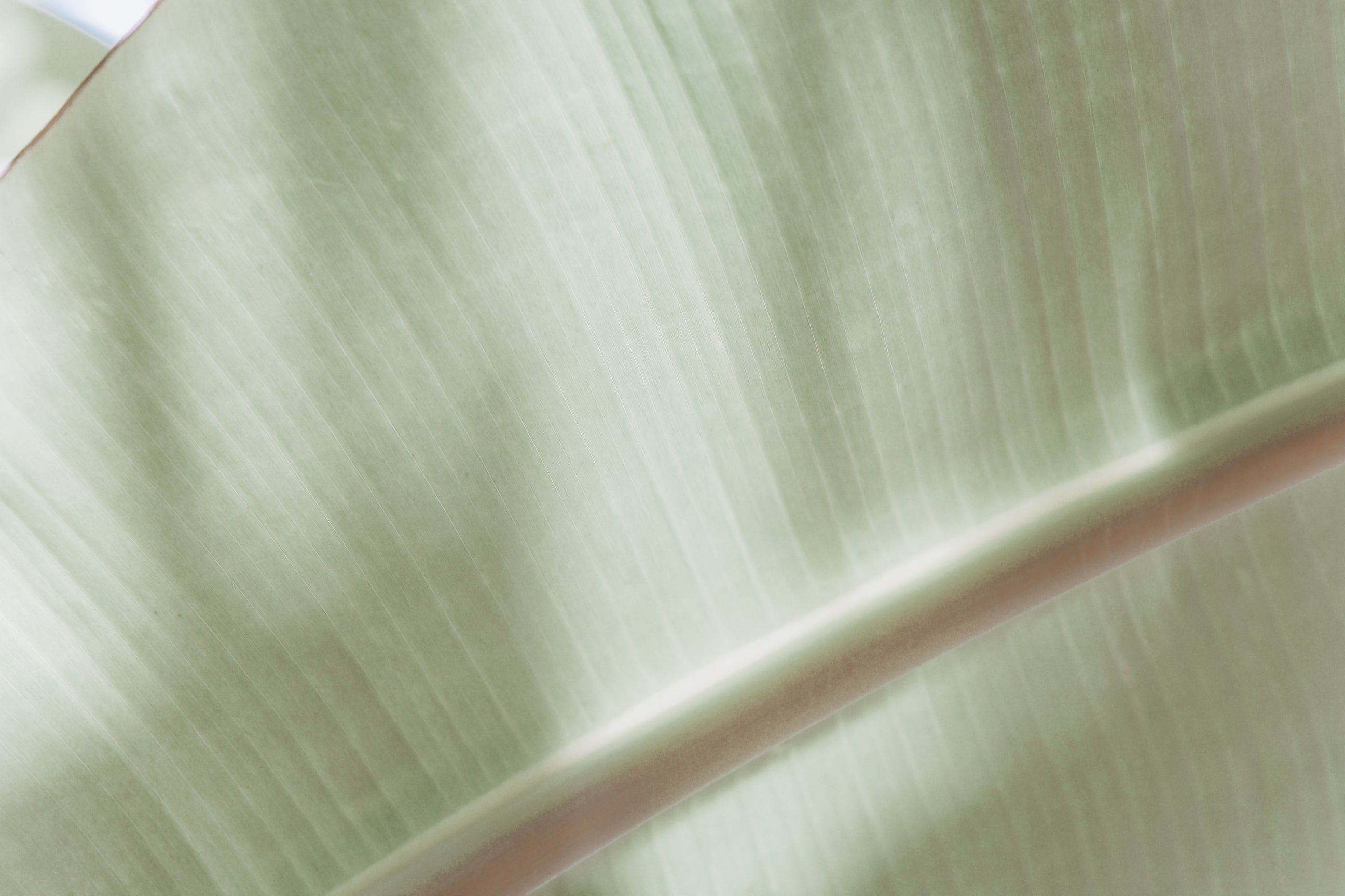 Botanicals