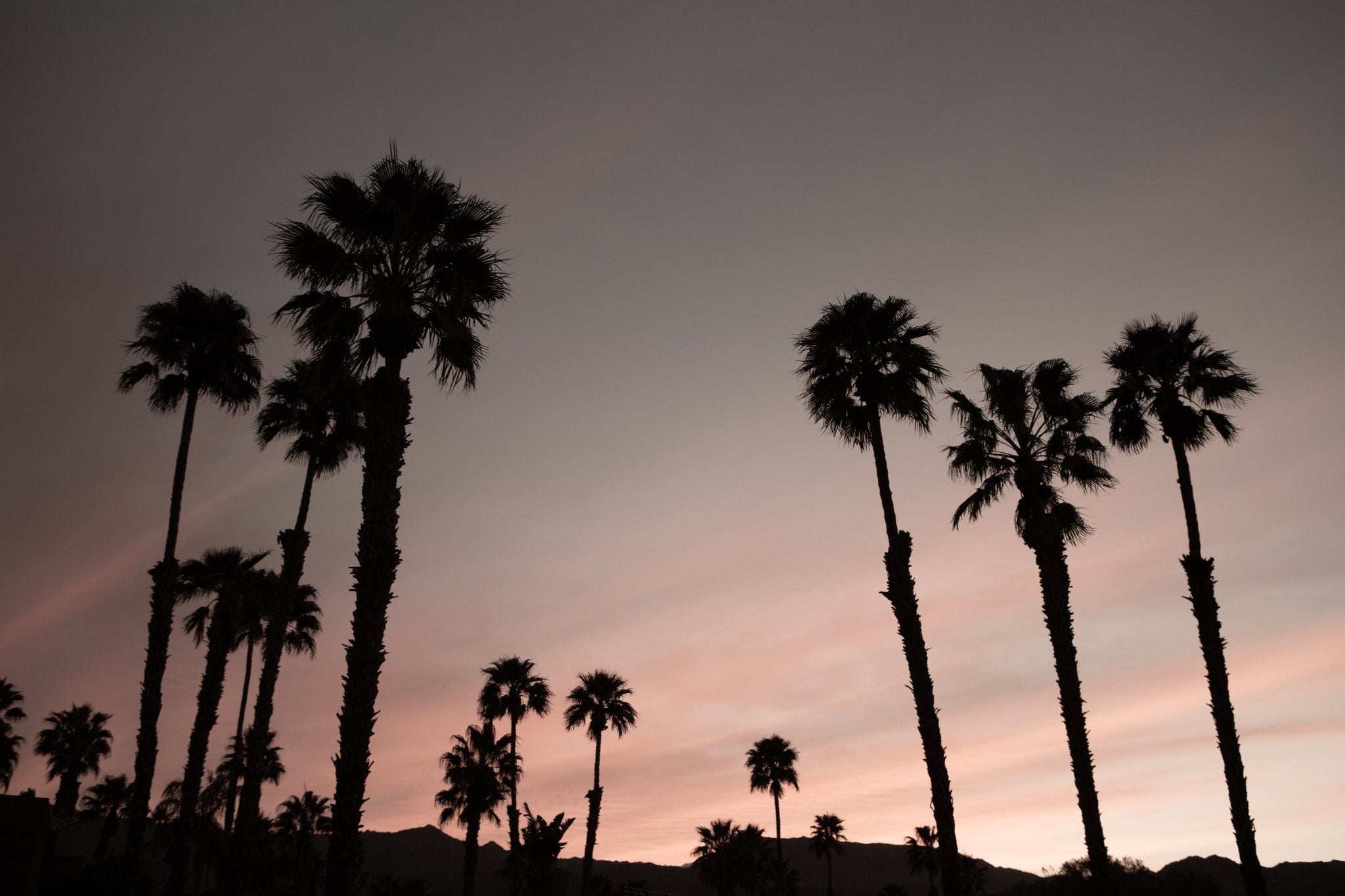Sunset with dark palm trees 