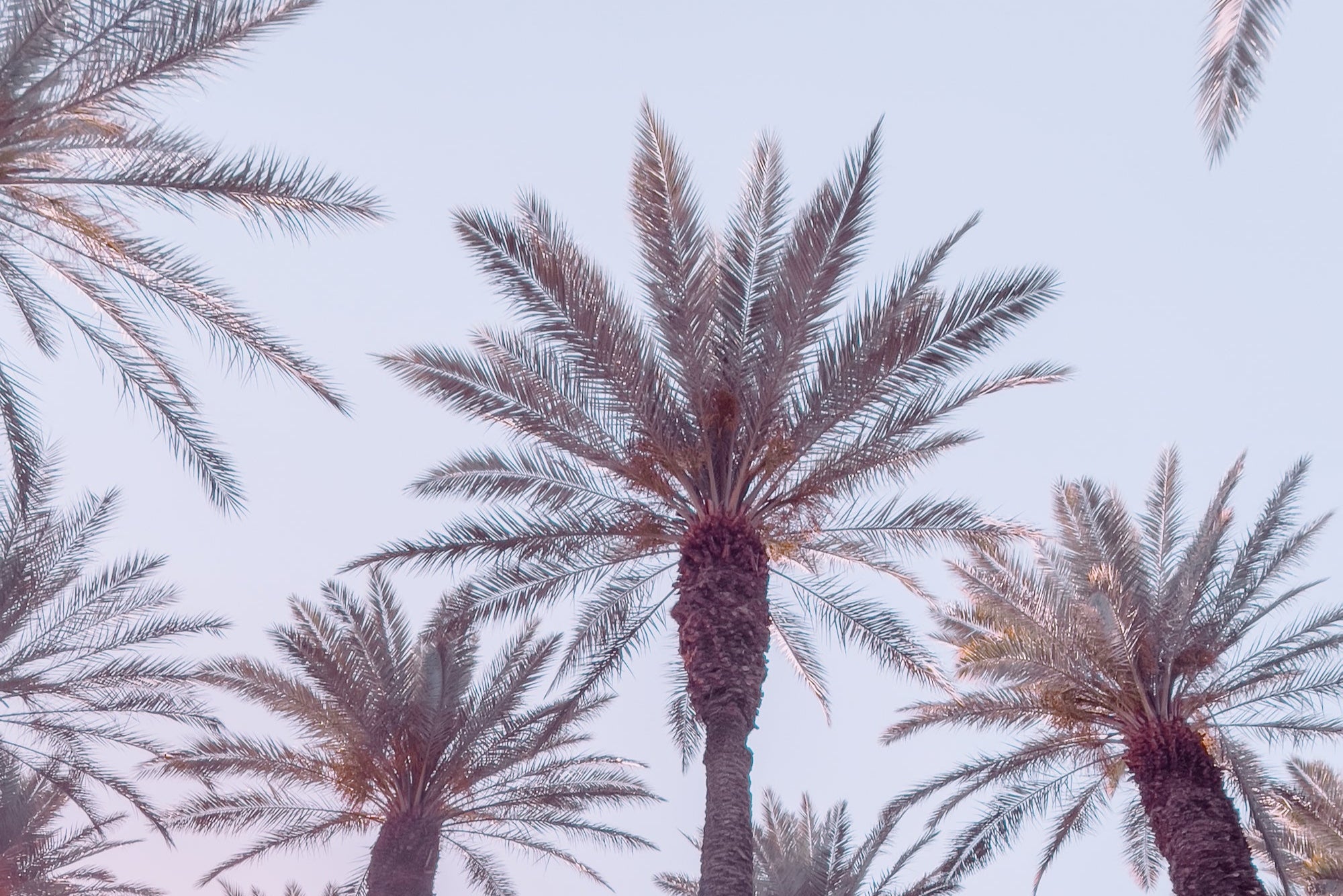 21 Palms, Jules Frazier Fine Art Photograph