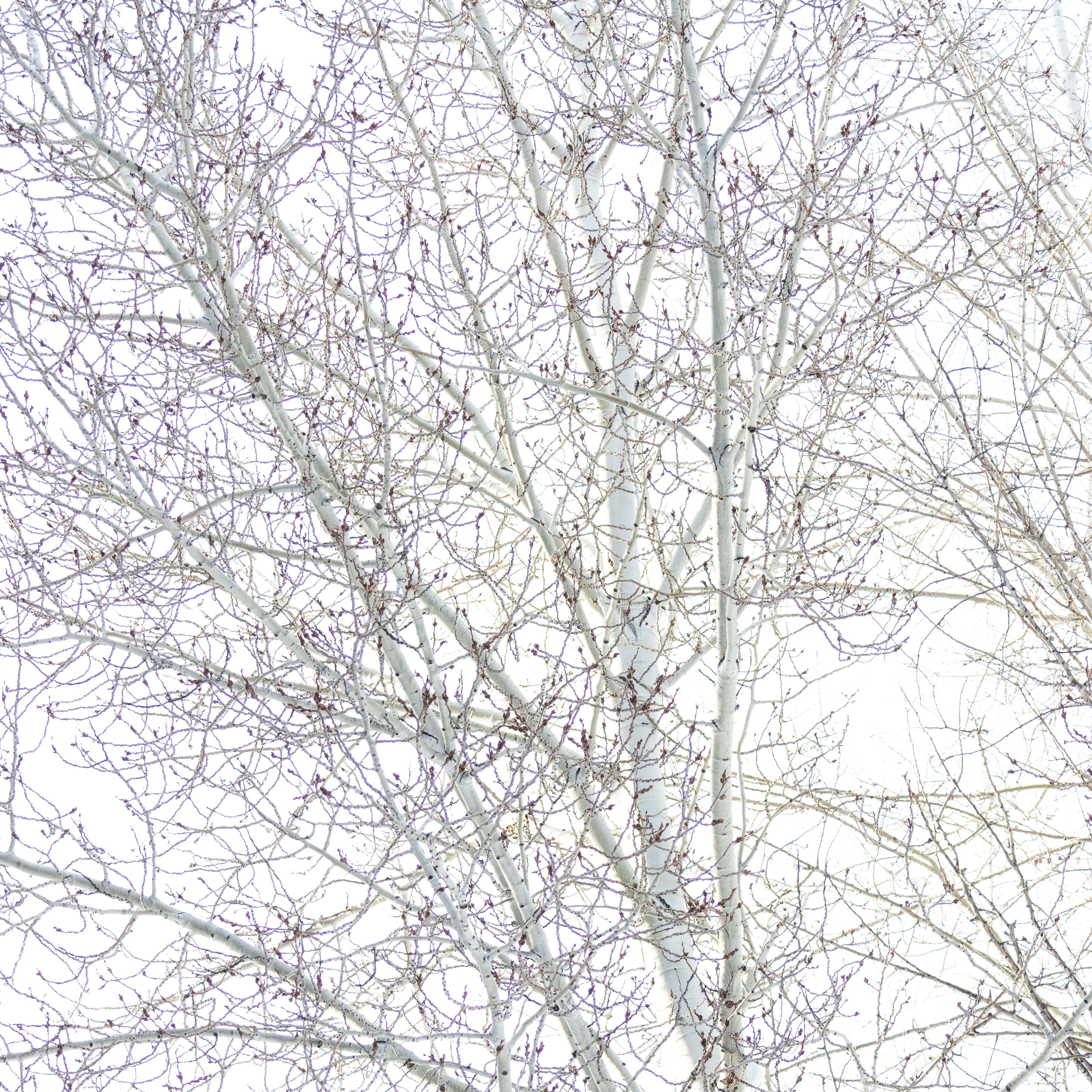 Aspen at Trail Creek
