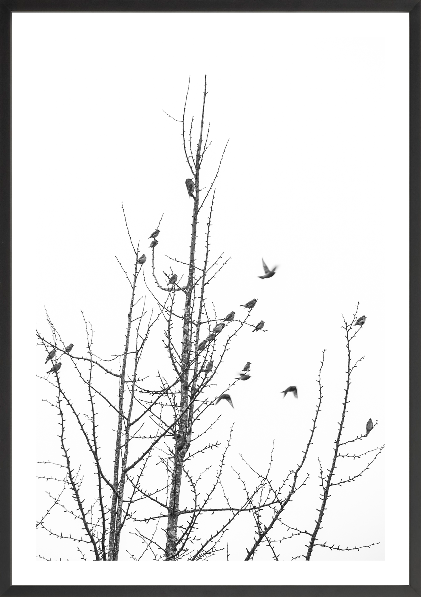 Backyard Birds