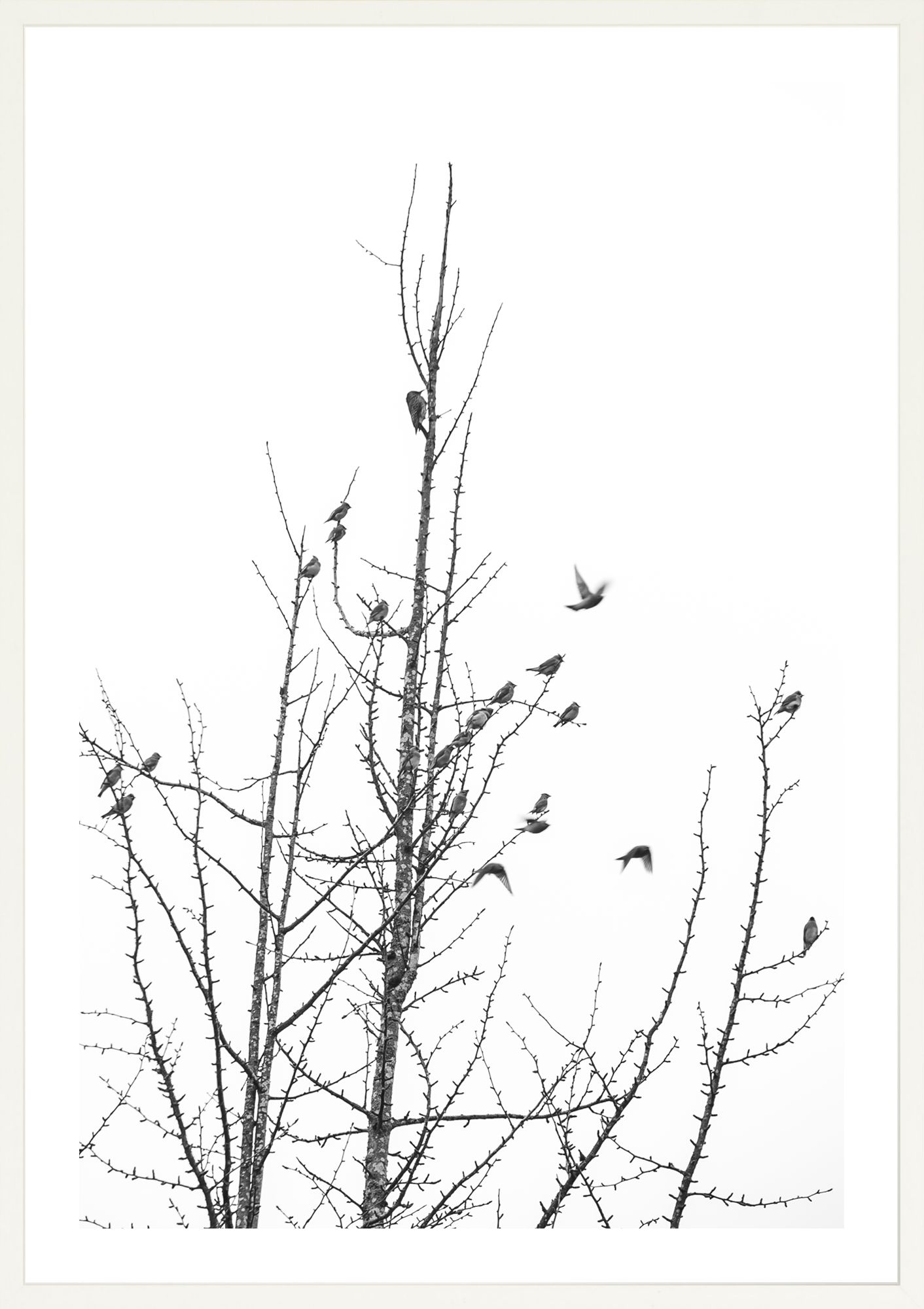 Backyard Birds