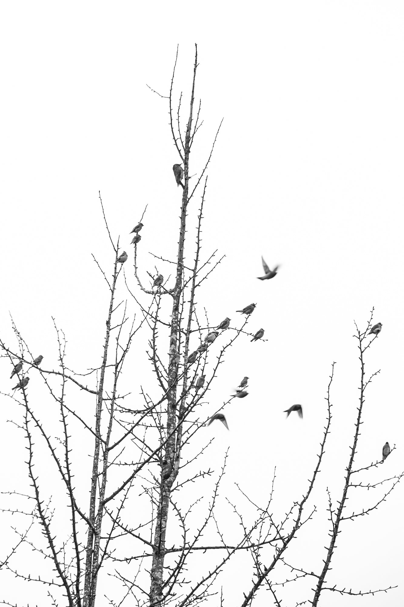 Backyard Birds
