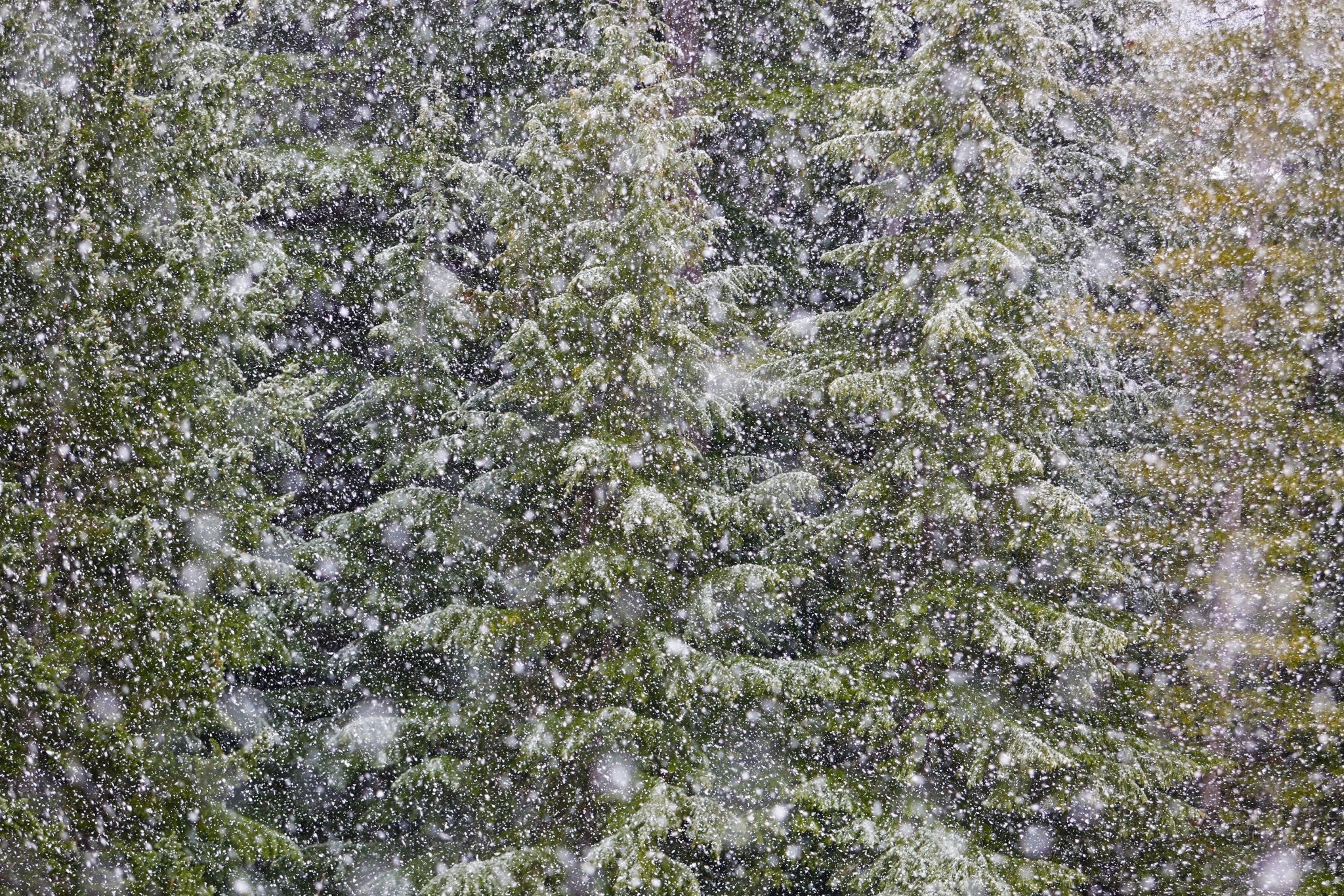 Big Snow 1, Jules Frazier Fine Art Photograph