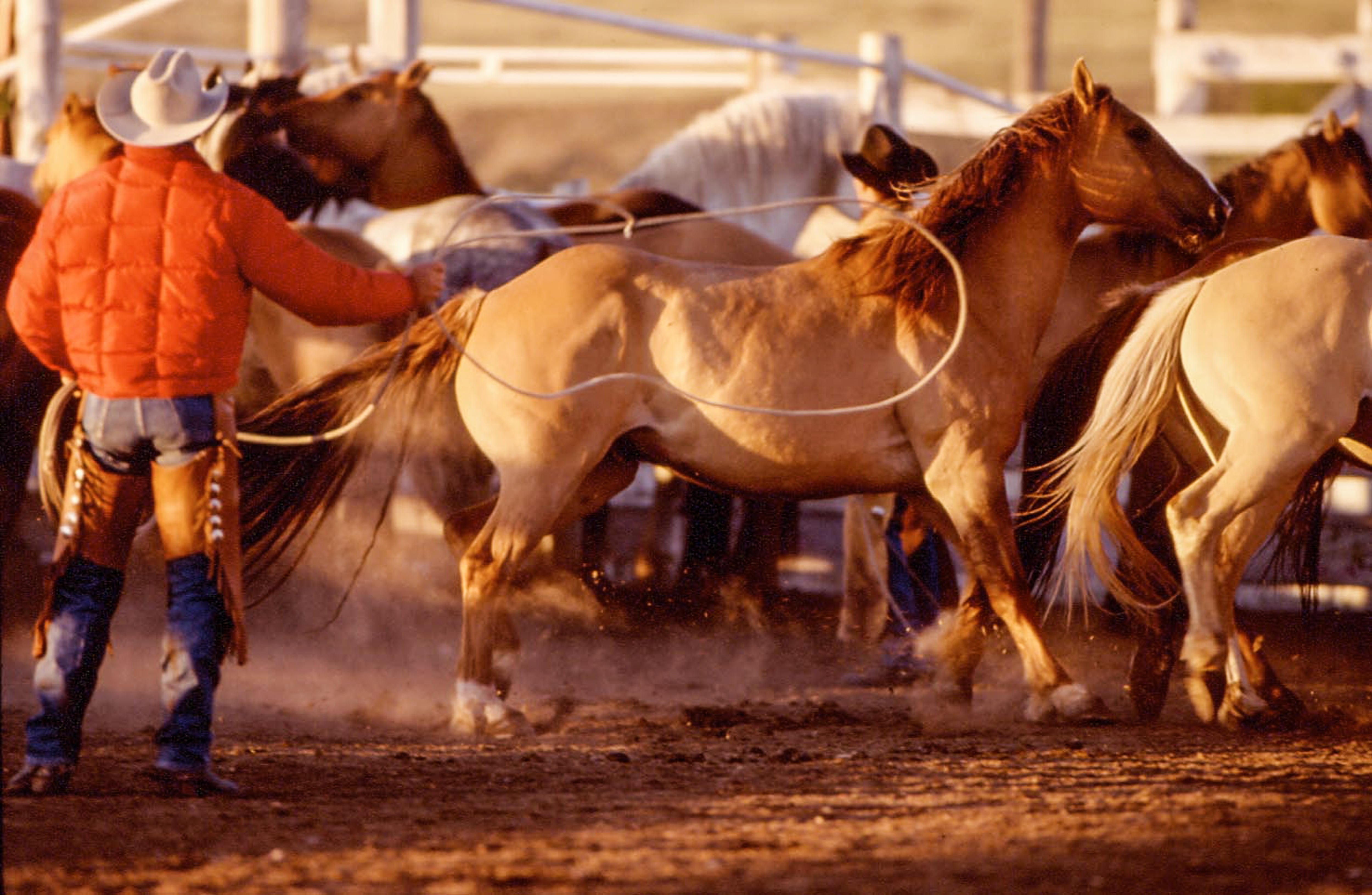 Binion's Ranch Round-Up, Jules Frazier Fine Art Photograph