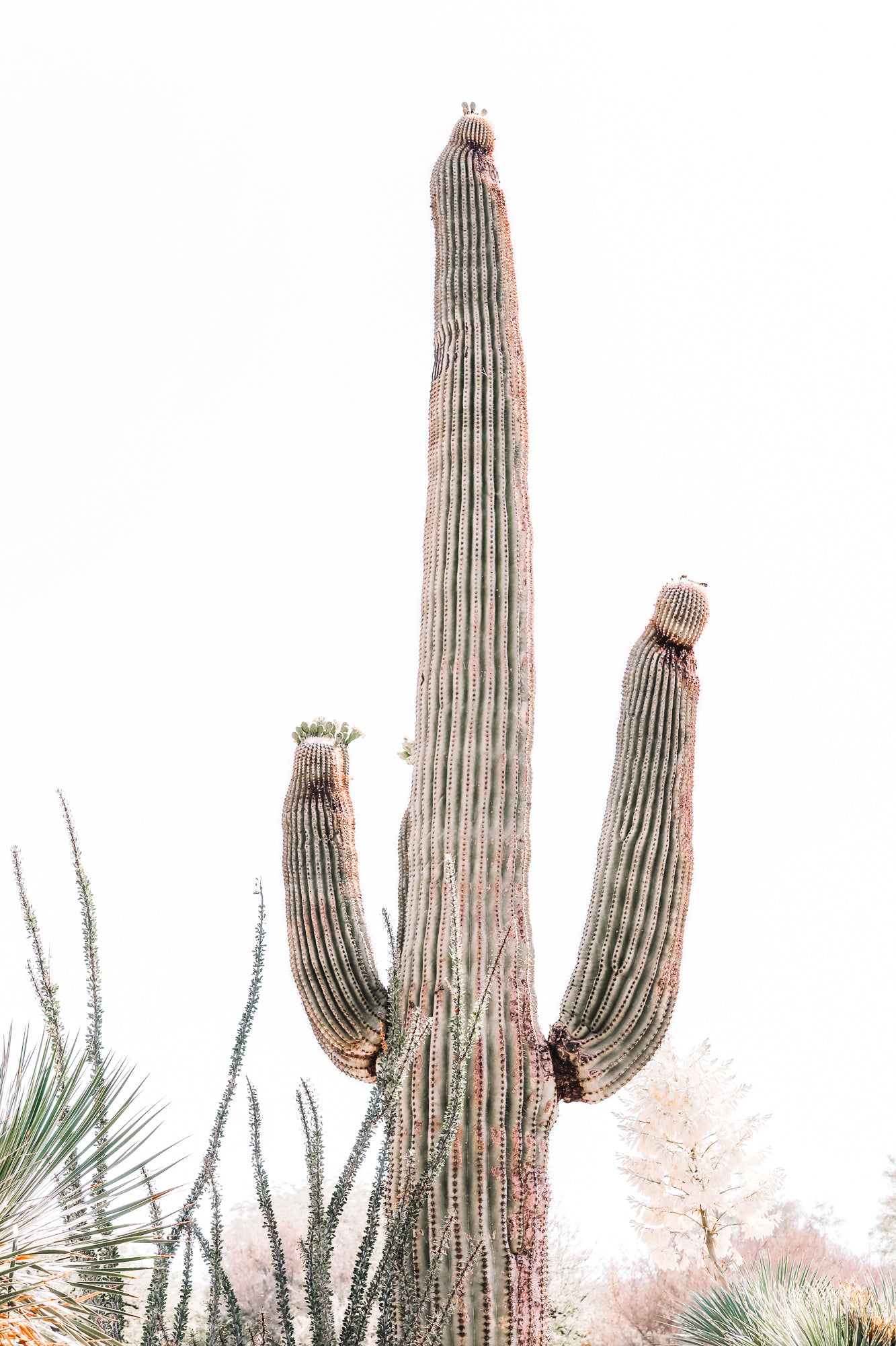 Blooms on Suguaro Cactus