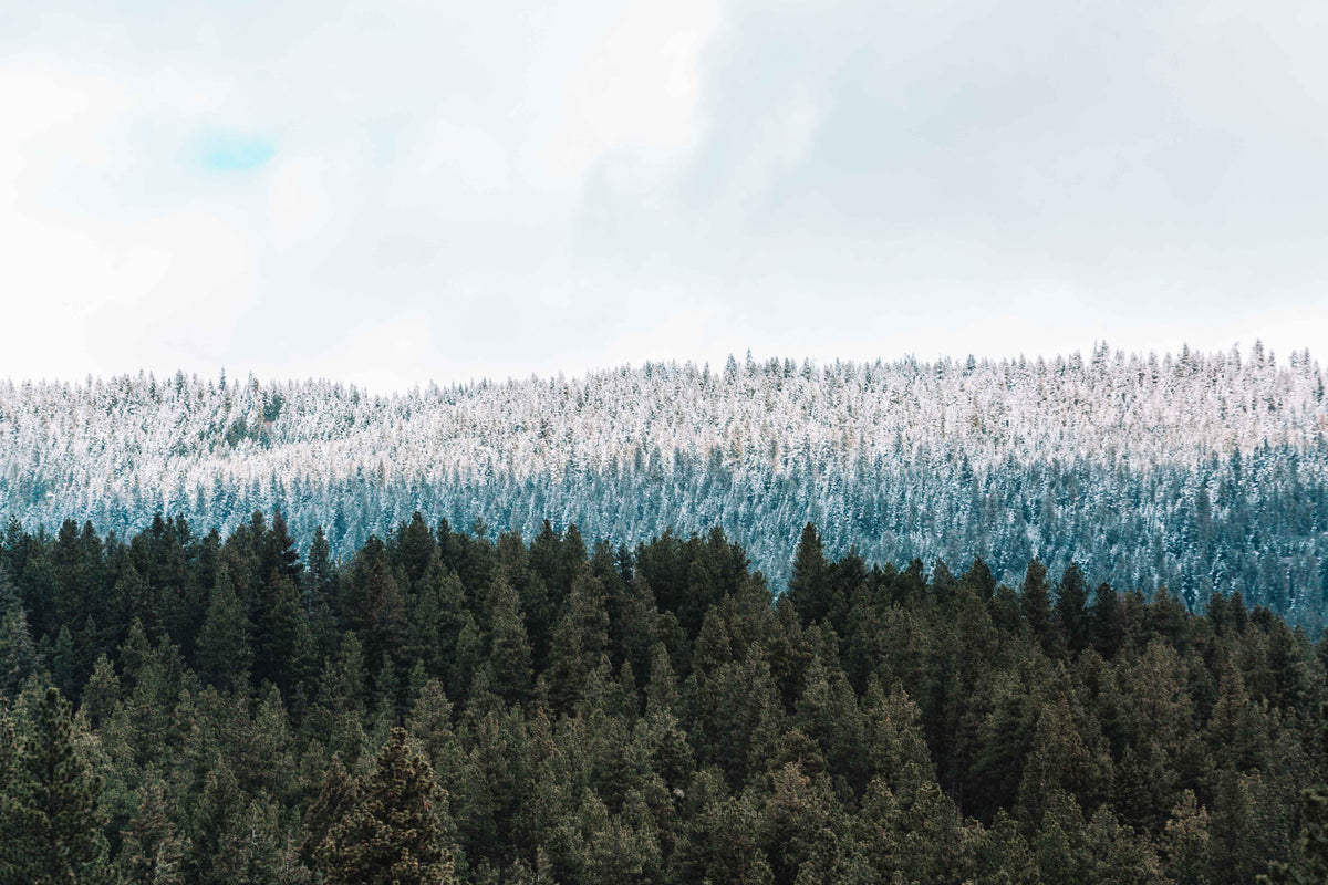 Forest Spring Snow