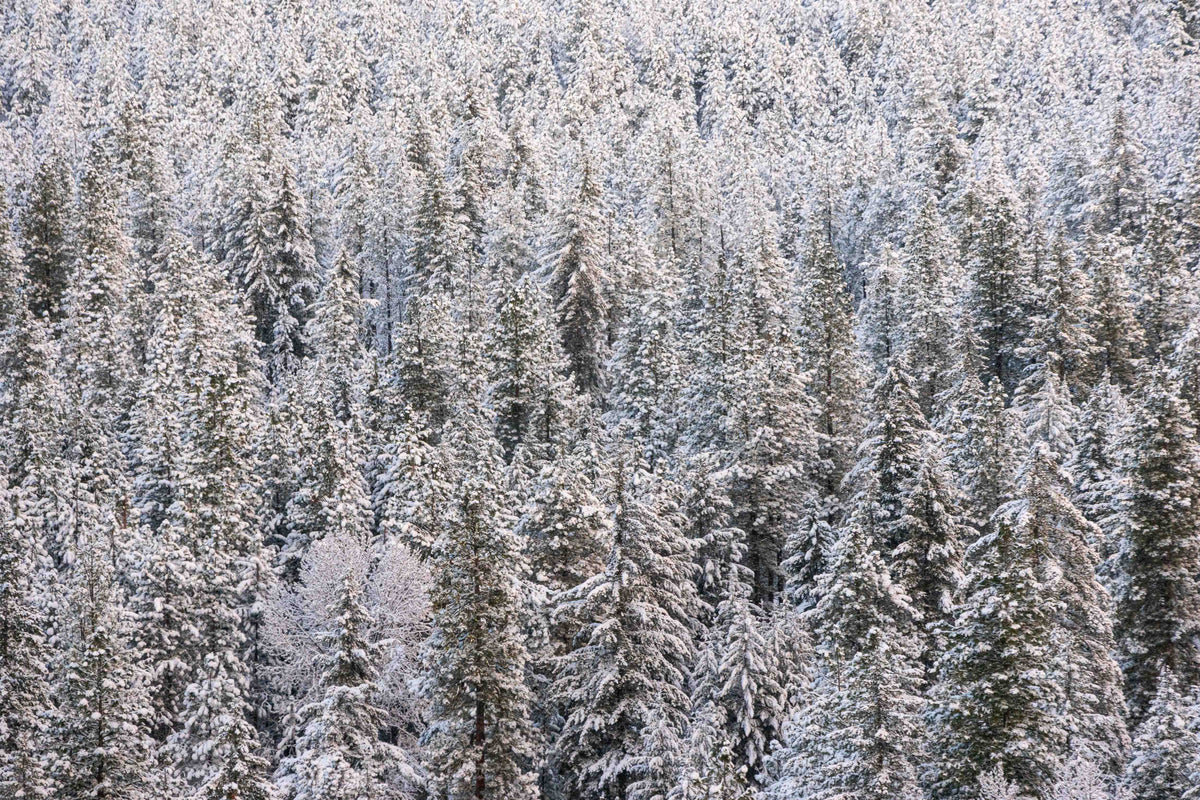 Frosted Forest
