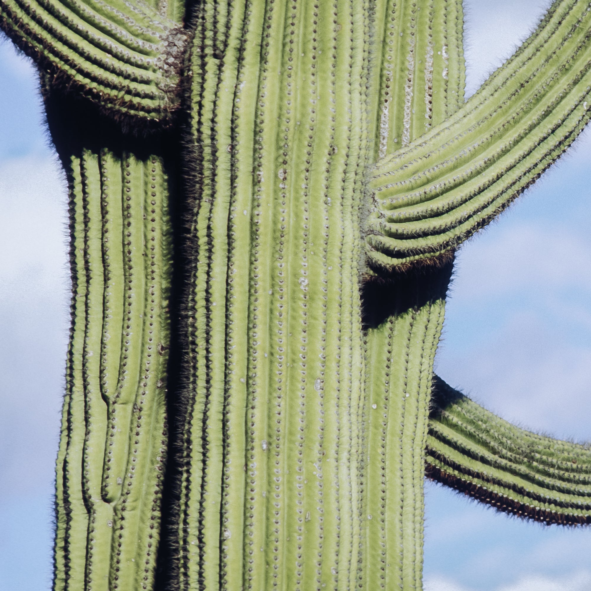 Iconic Saguaro, Jules Frazier Fine Art Photograph
