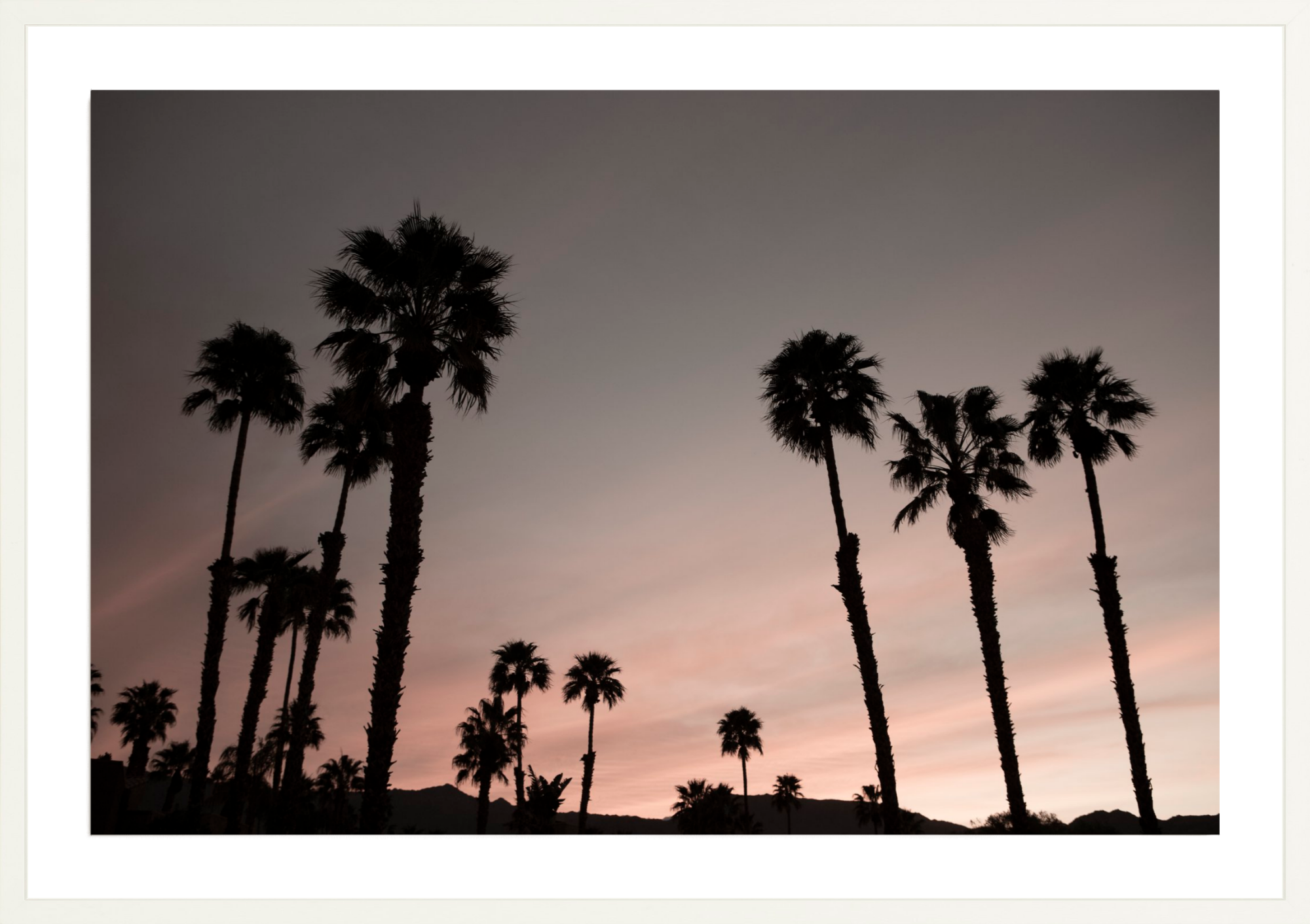 Ironwood Palms, Jules Frazier Fine Art Photograph