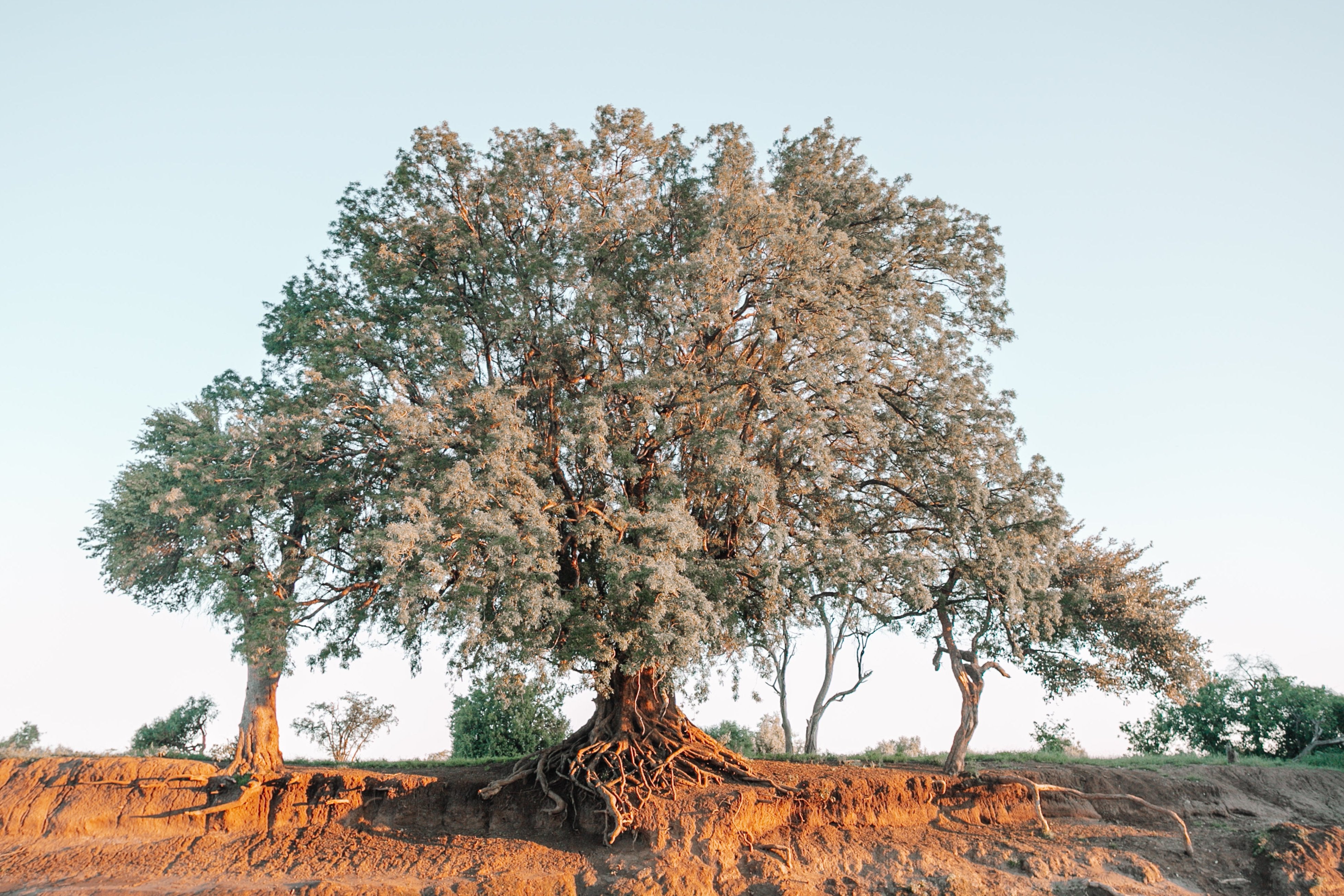 Machatu Tree, Jules Frazier Fine Art Photograph