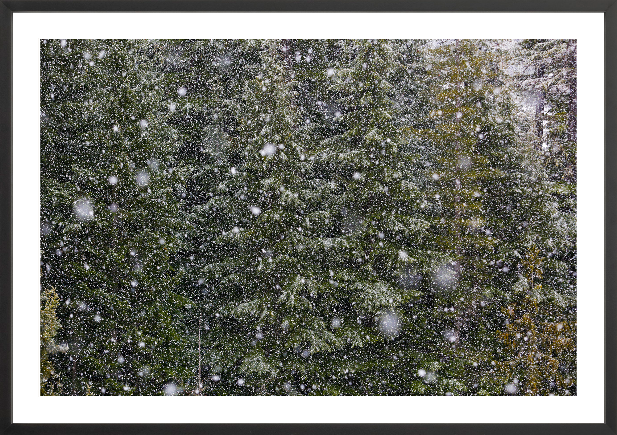 Big Snow No. 1
