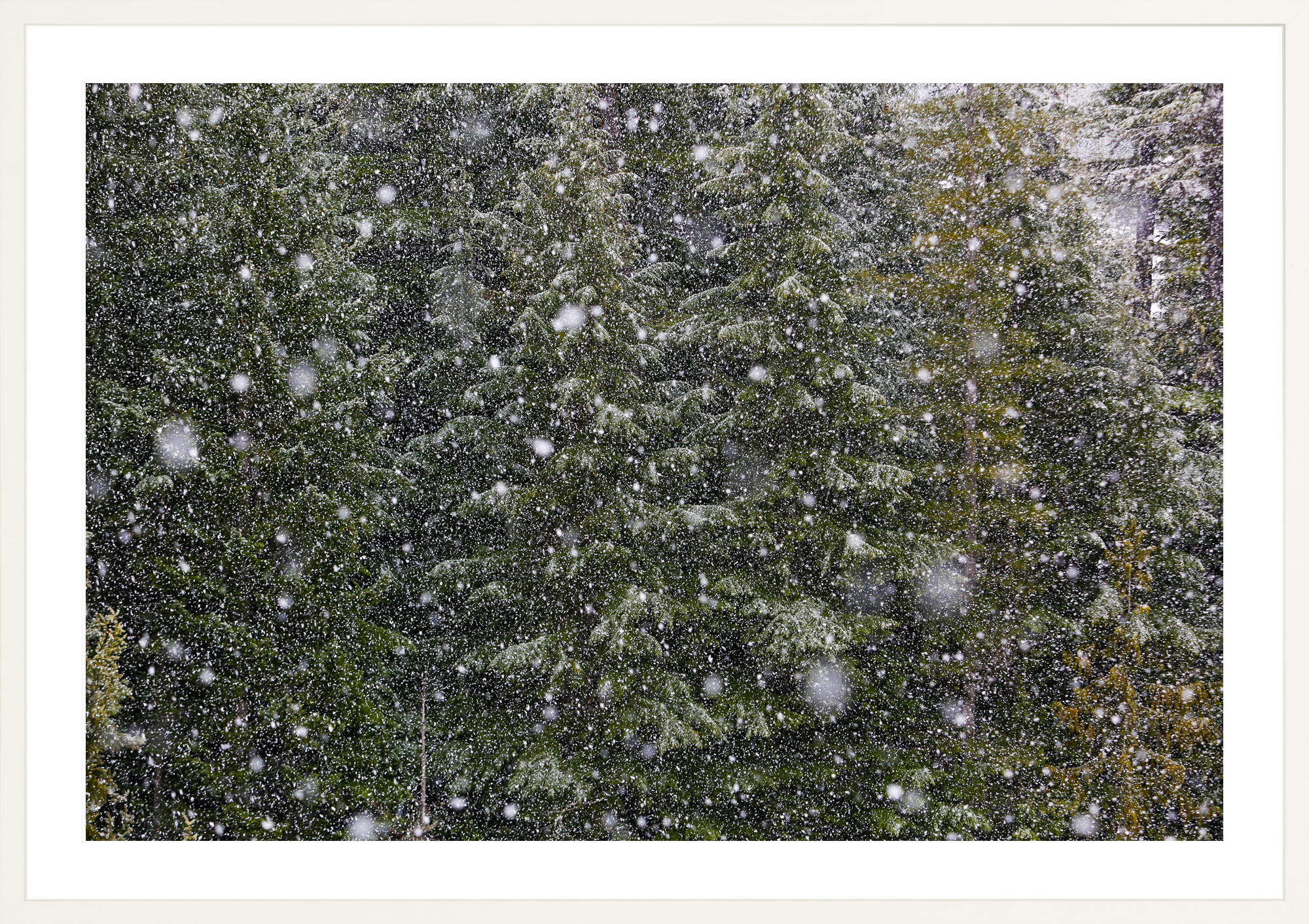 Big Snow No. 1