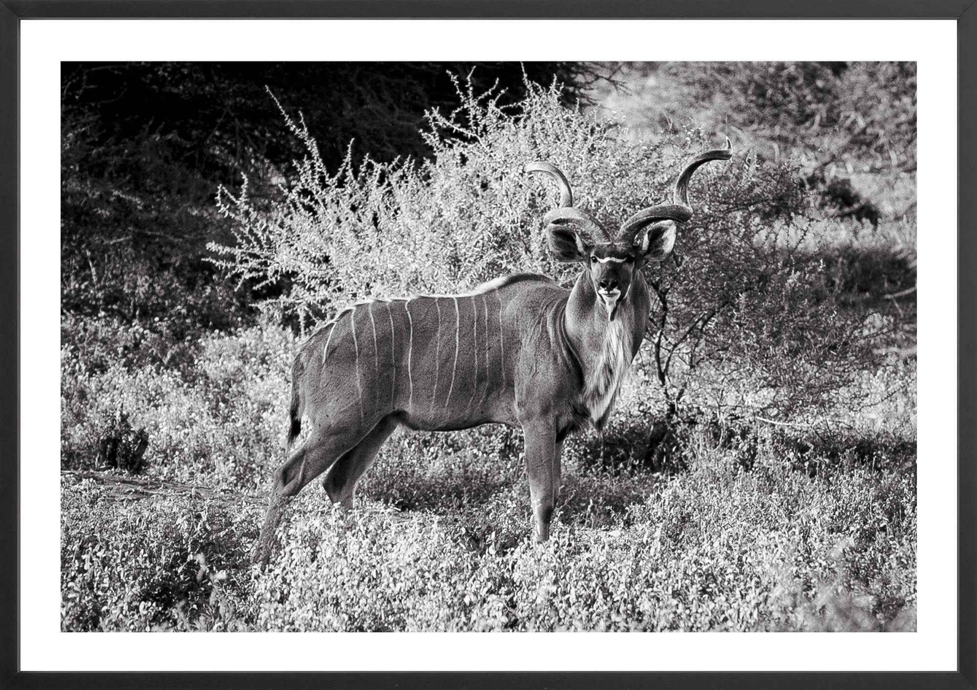 Kudu Antelope - bw