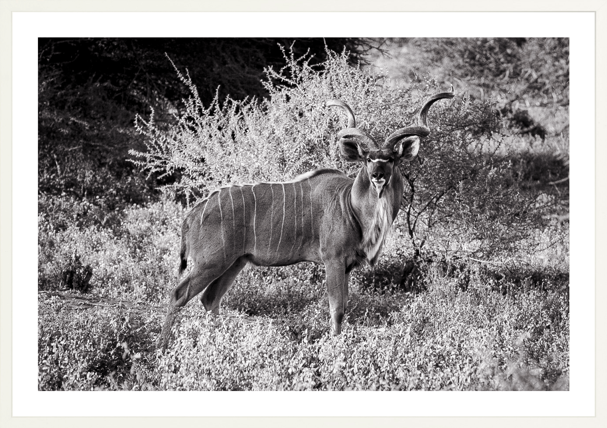 Kudu Antelope - bw