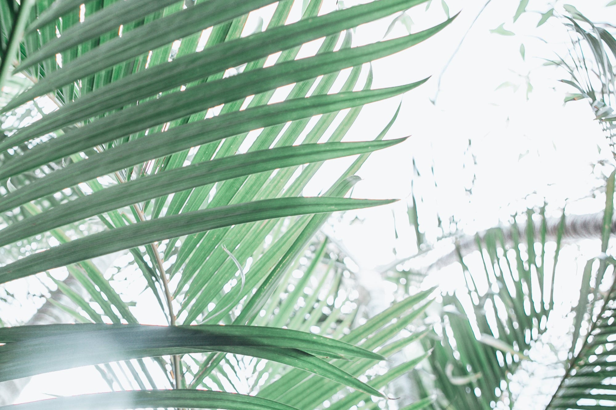 Paia Palms 4, Jules Frazier Fine Art Photograph