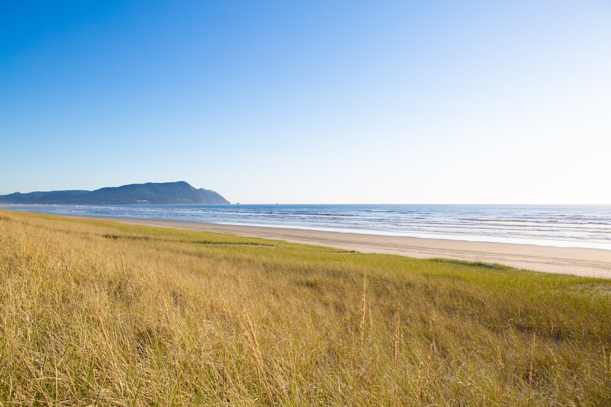 Grasses of Gearhart Beach, Jules Frazier Fine Art Photograph