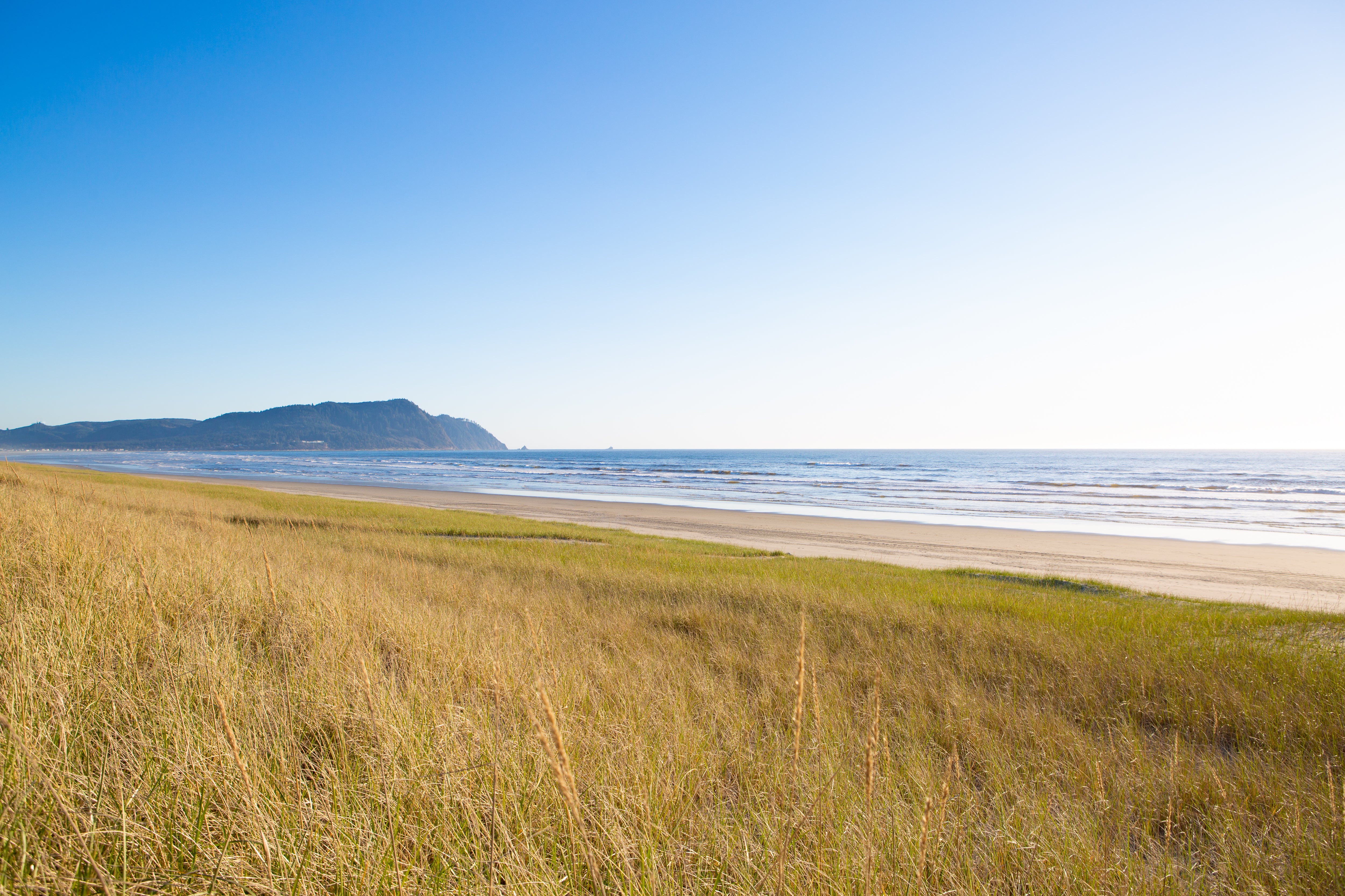 Grasses of Gearhart Beach, Jules Frazier Fine Art Photograph