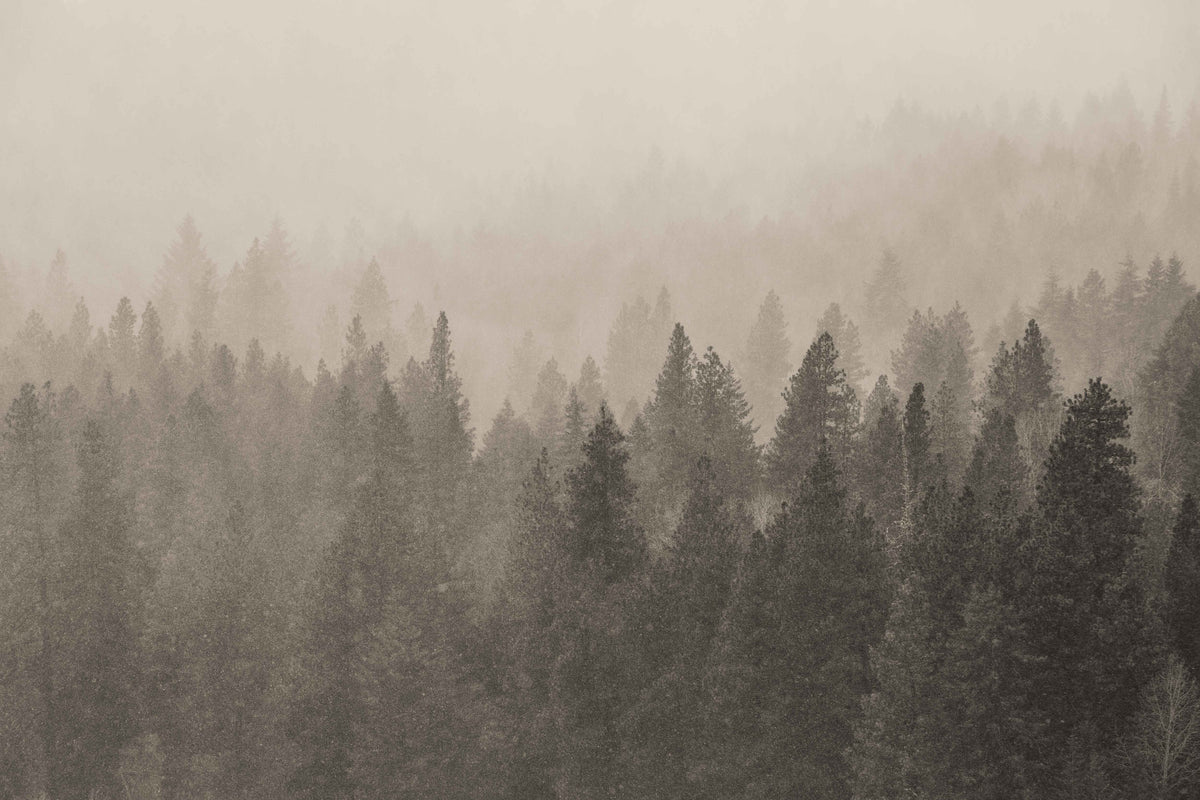 Poetic Snow Fall