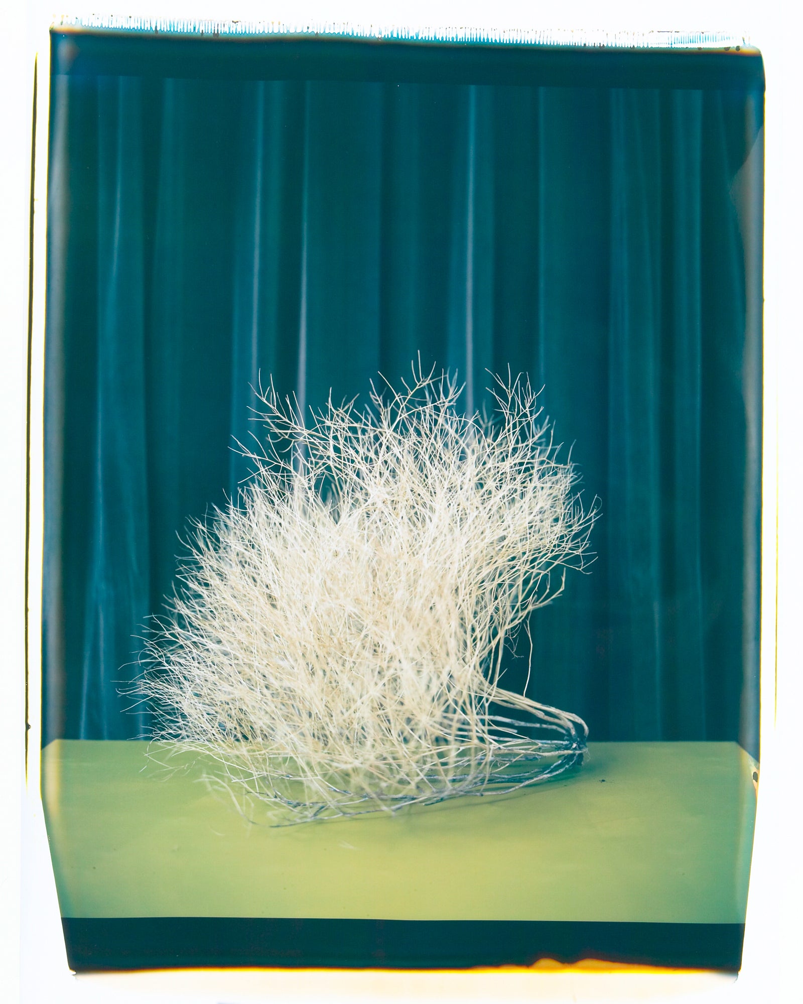 Poodle Tumbleweed, Jules Frazier Fine Art Photograph