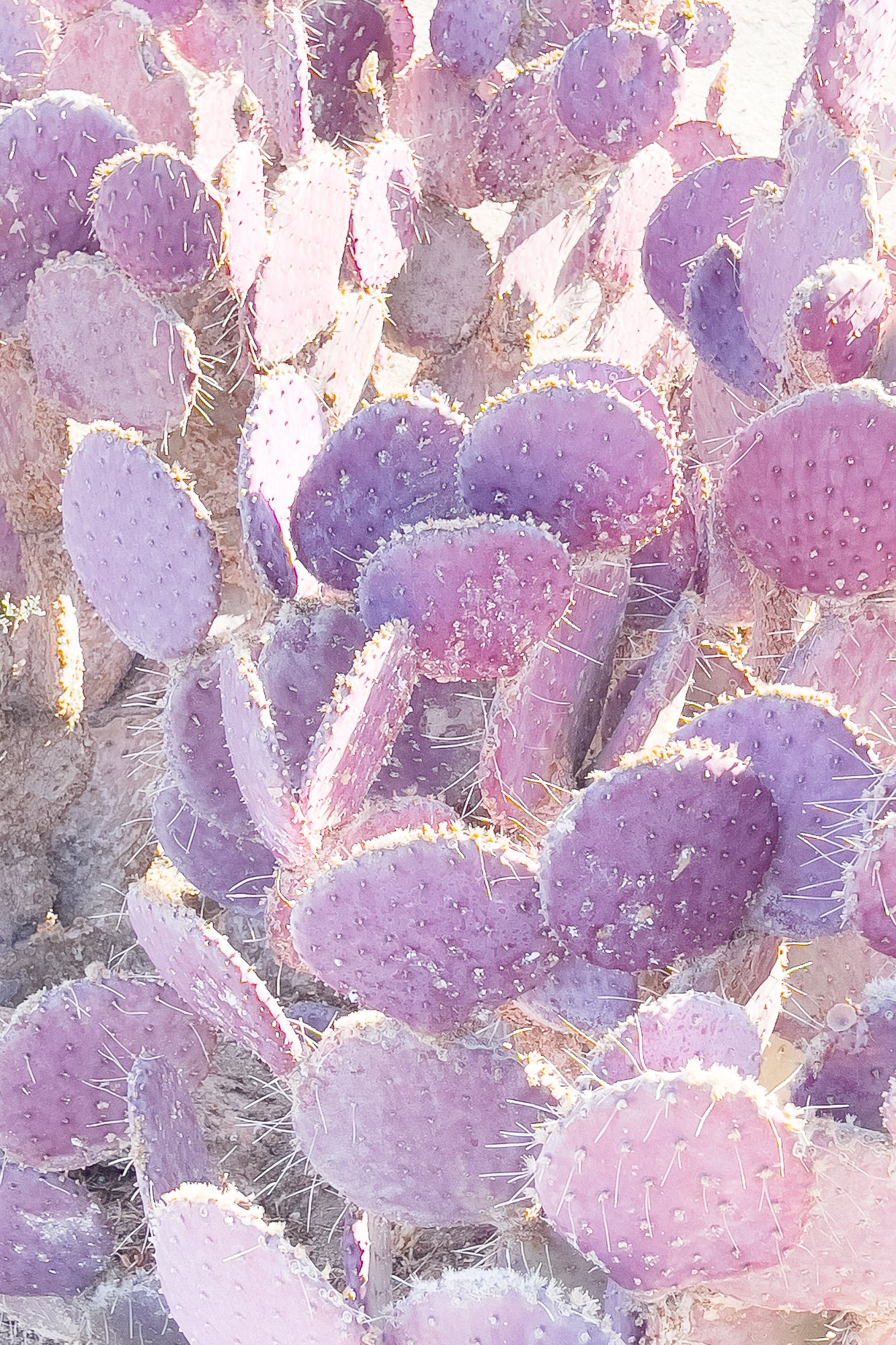 Purple Prickly Pear Cactus