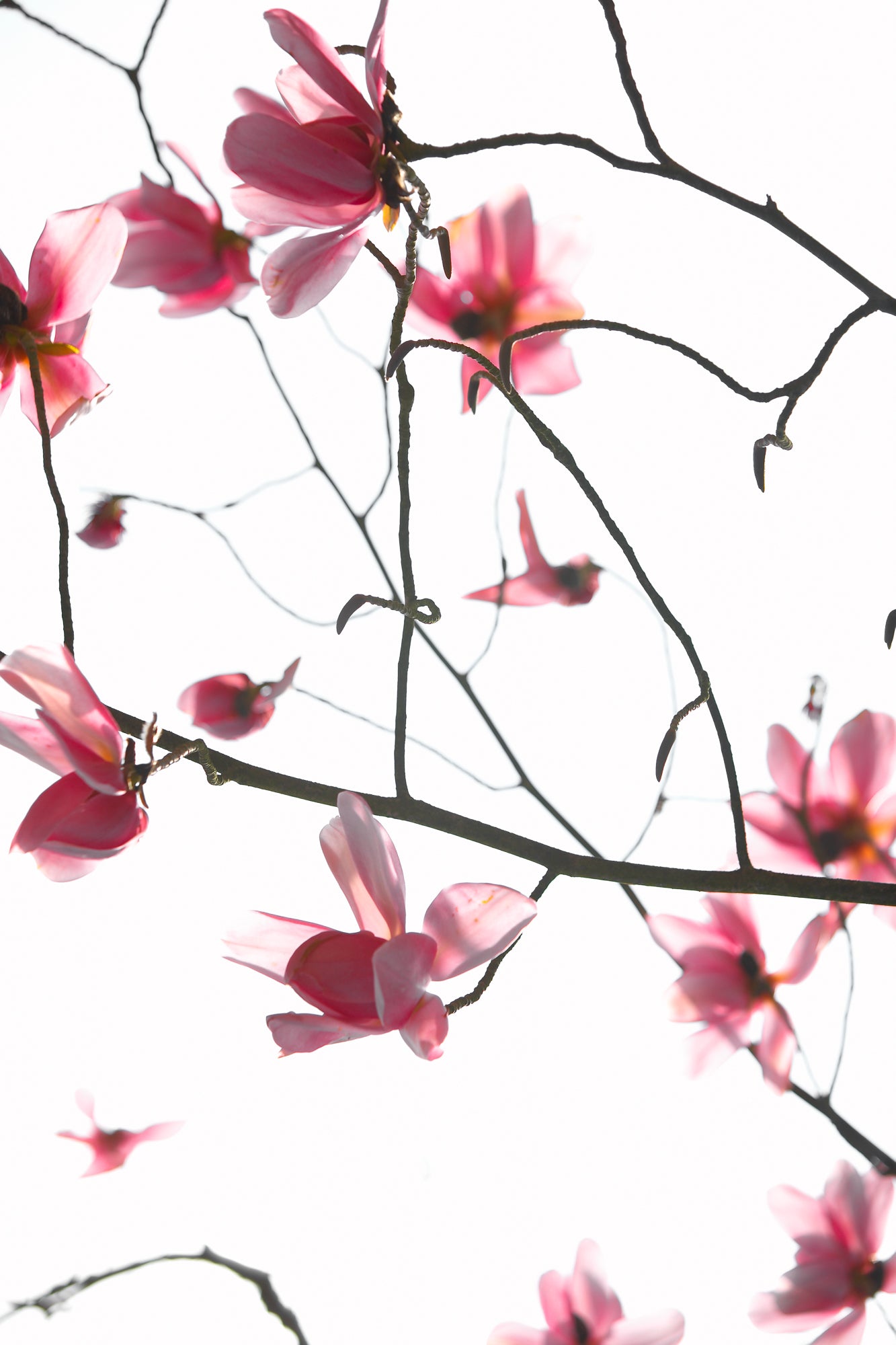 Queen Anne Dogwoods