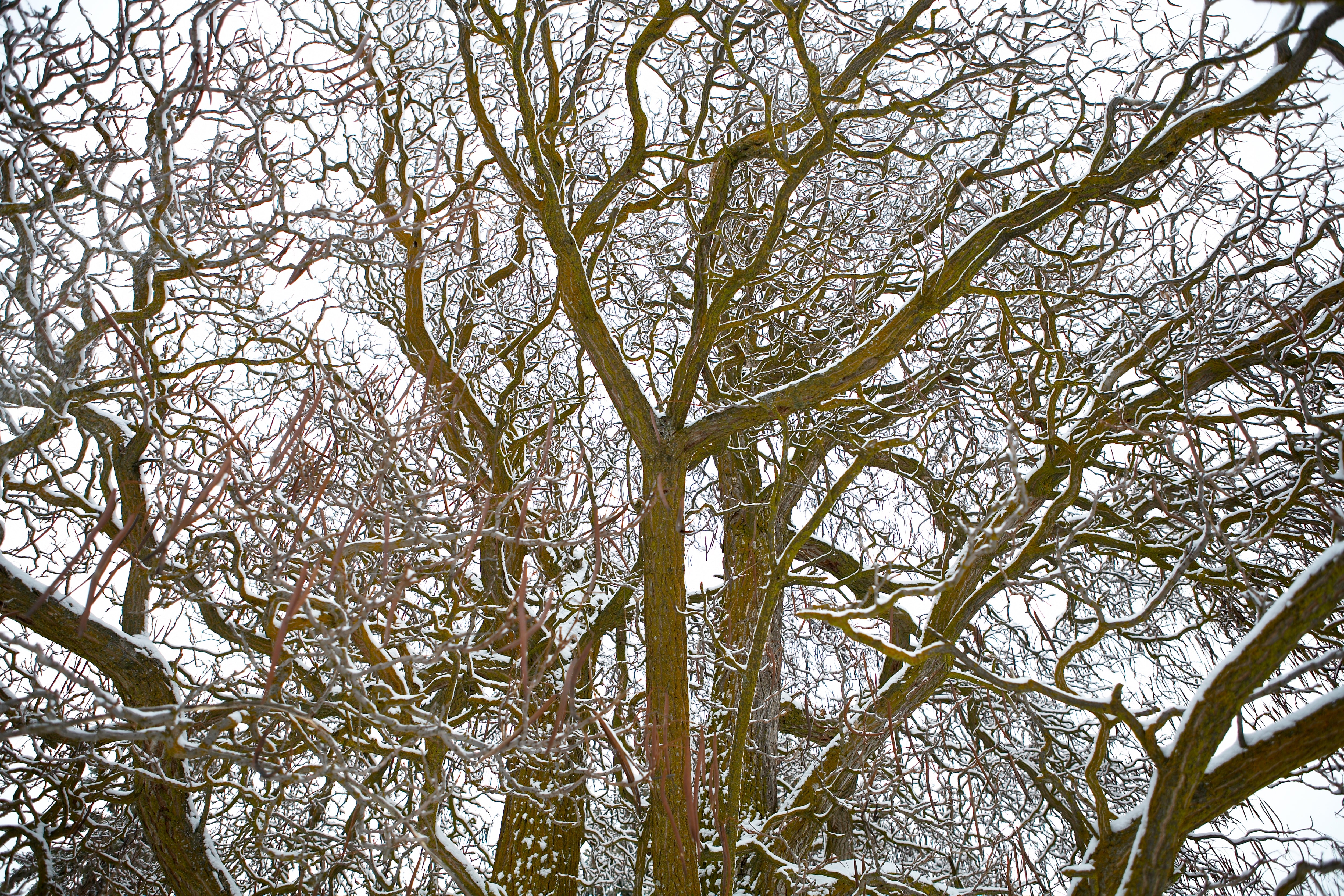 Reverie Ranch Catalpa Tree
