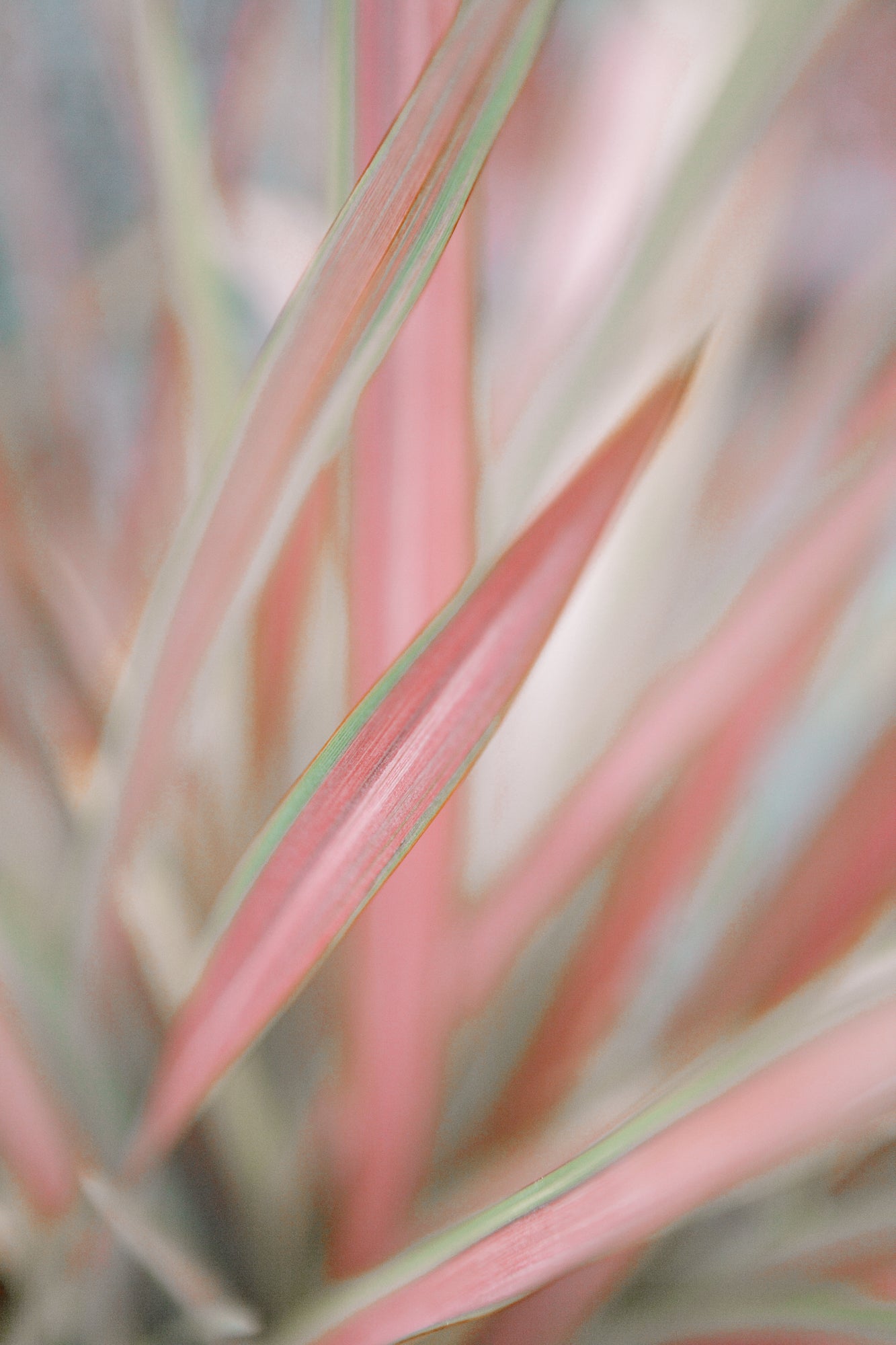Sedge, Jules Frazier Fine Art Photograph