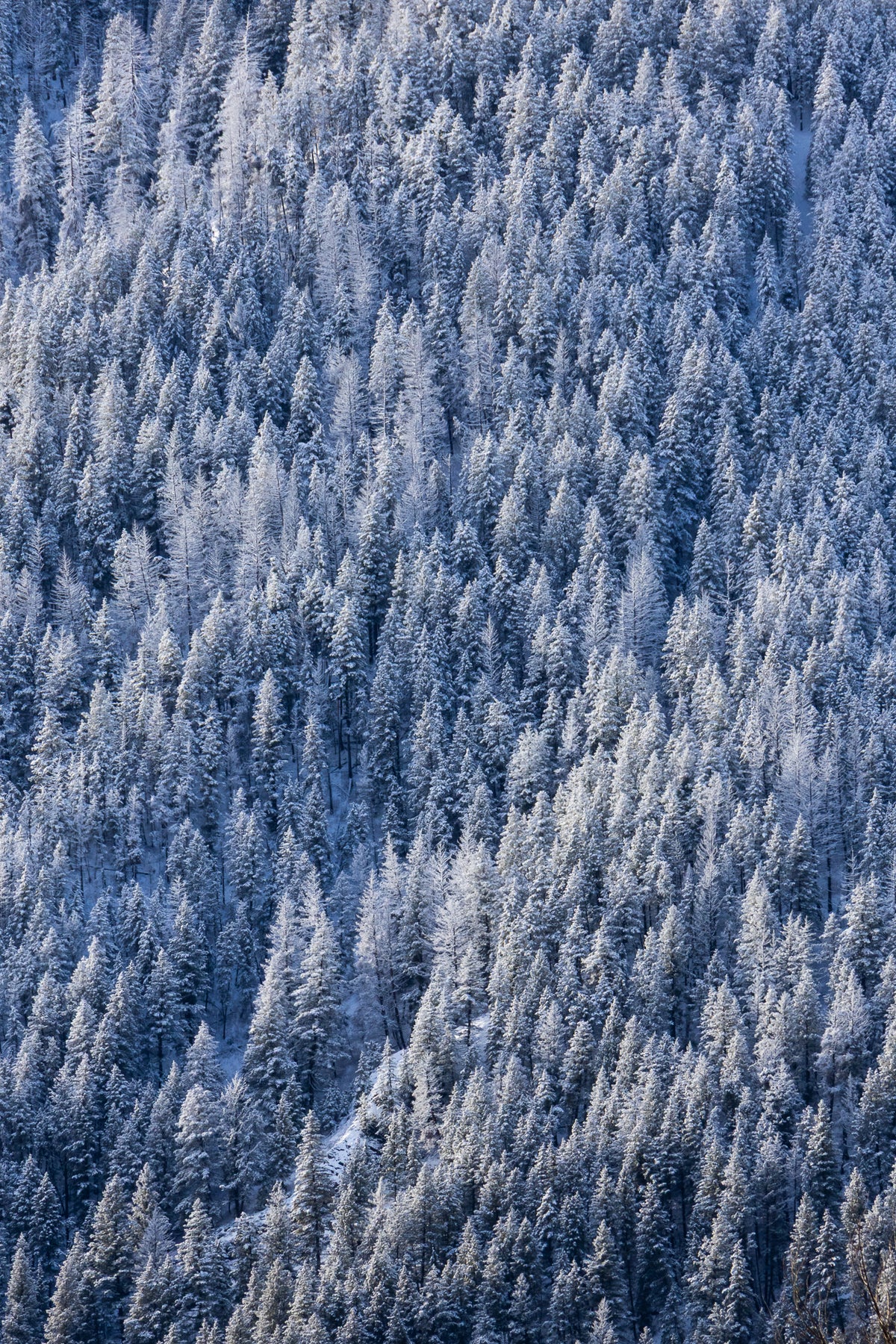 Snow Covered Trees