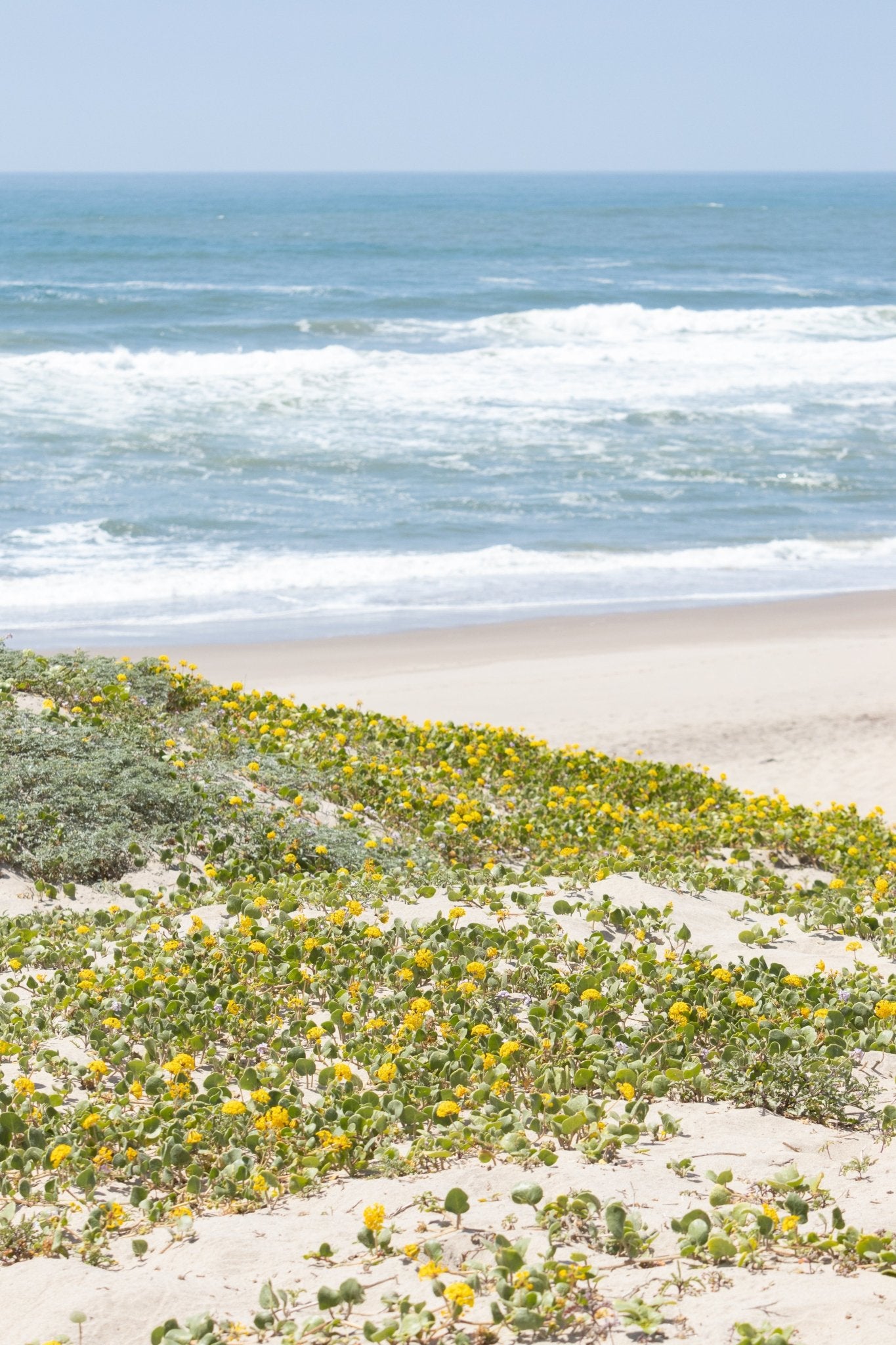 Spring on the Dunes