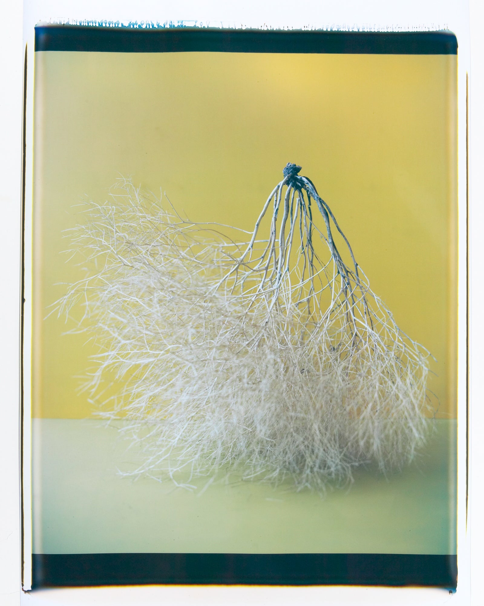 Stand Tall-Tumbleweed, Jules Frazier Fine Art Photograph