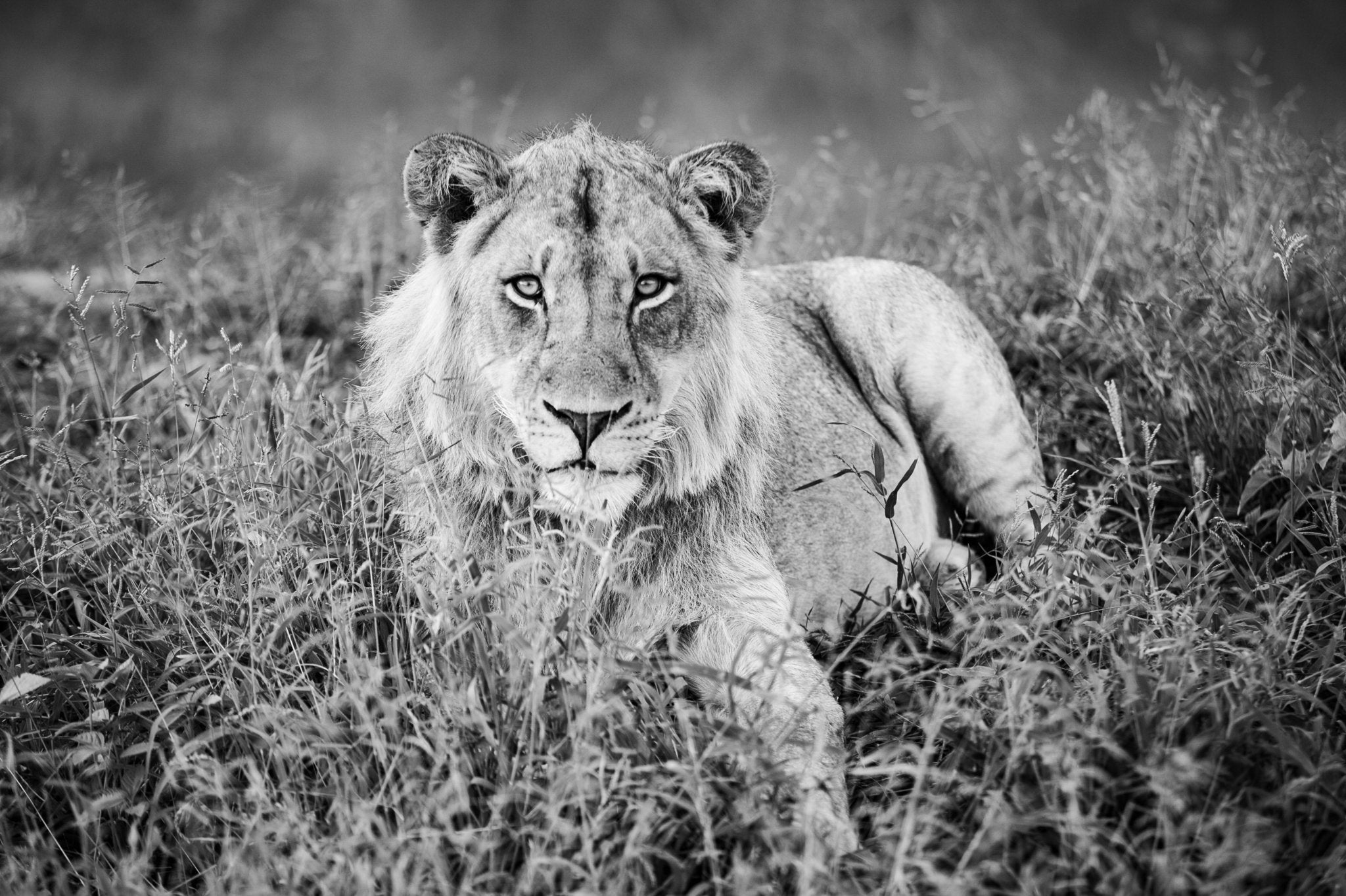 Sundowner Lion - bw